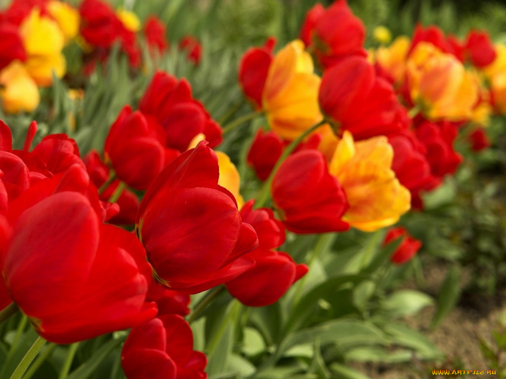 цветы, тюльпаны