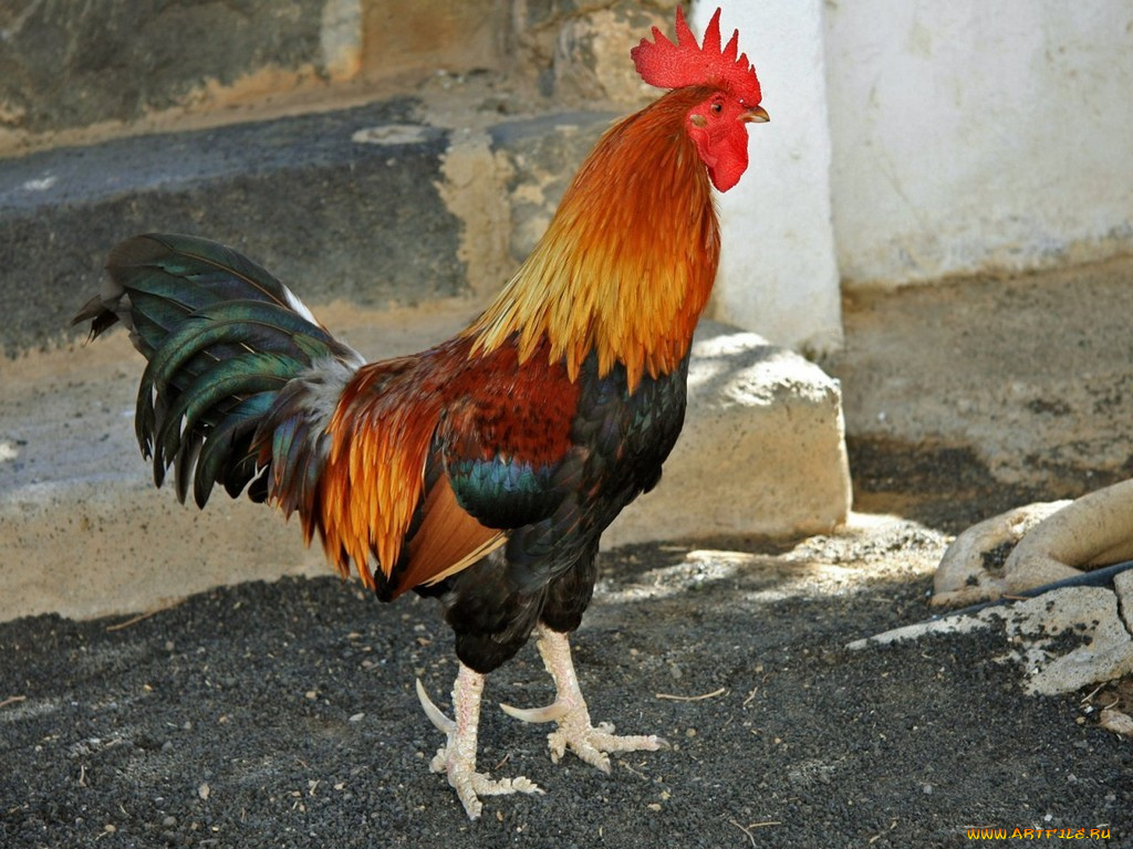 животные, куры, петухи