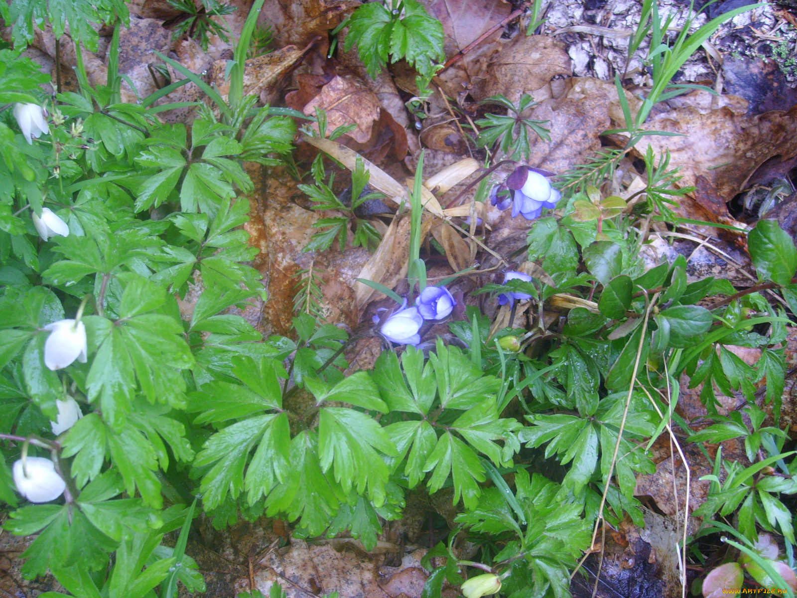 цветы, ветреницы, печёночницы