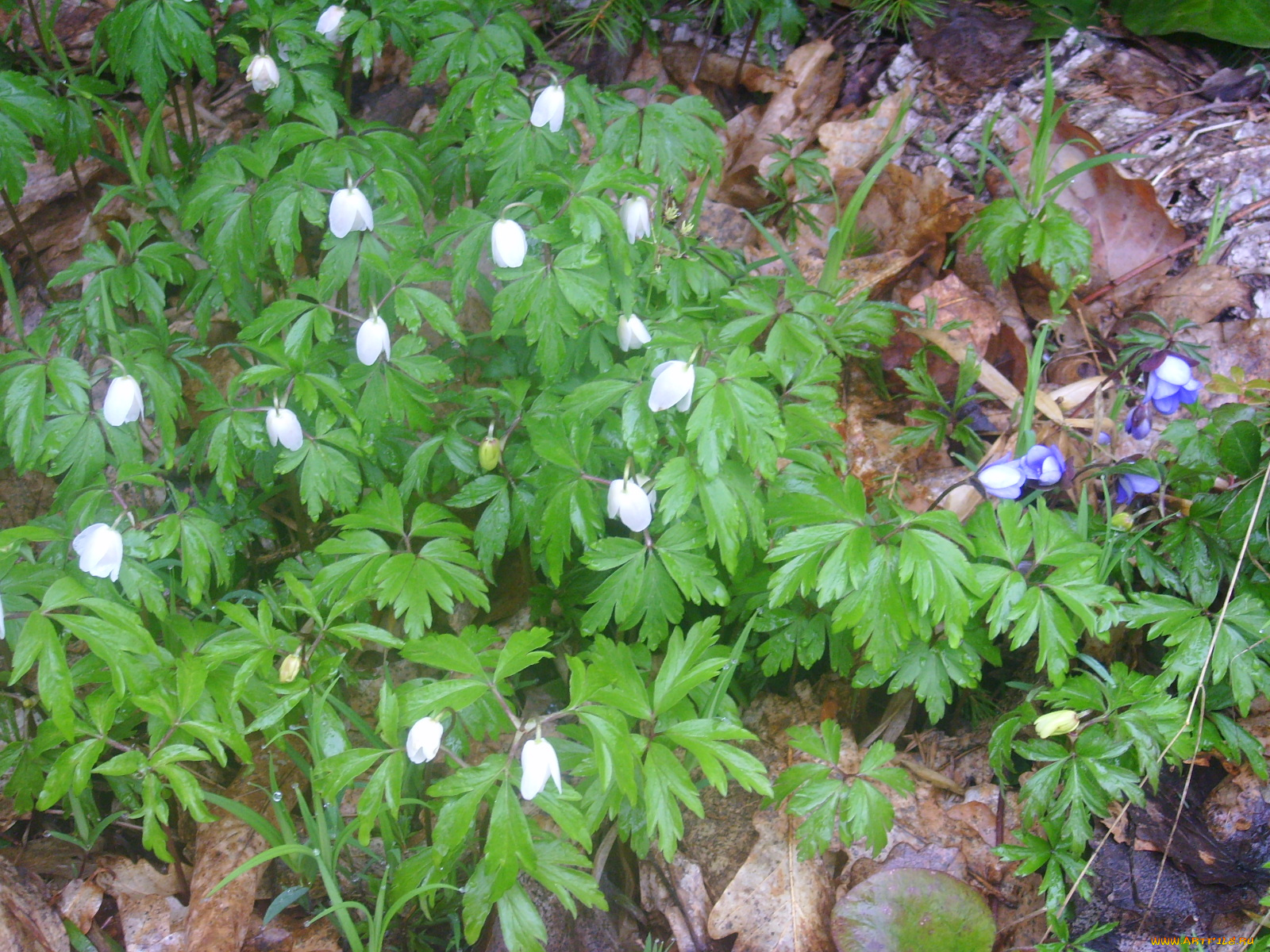 цветы, ветреницы, печёночницы