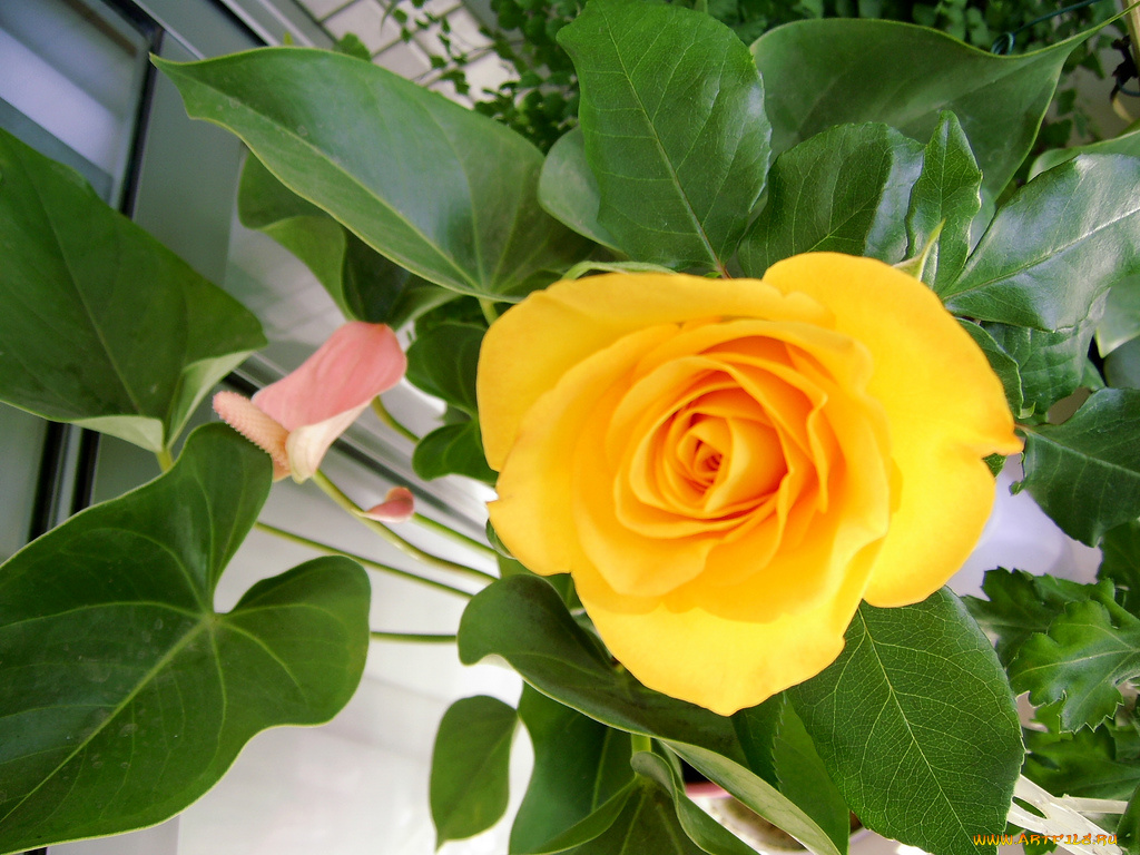 цветы, розы