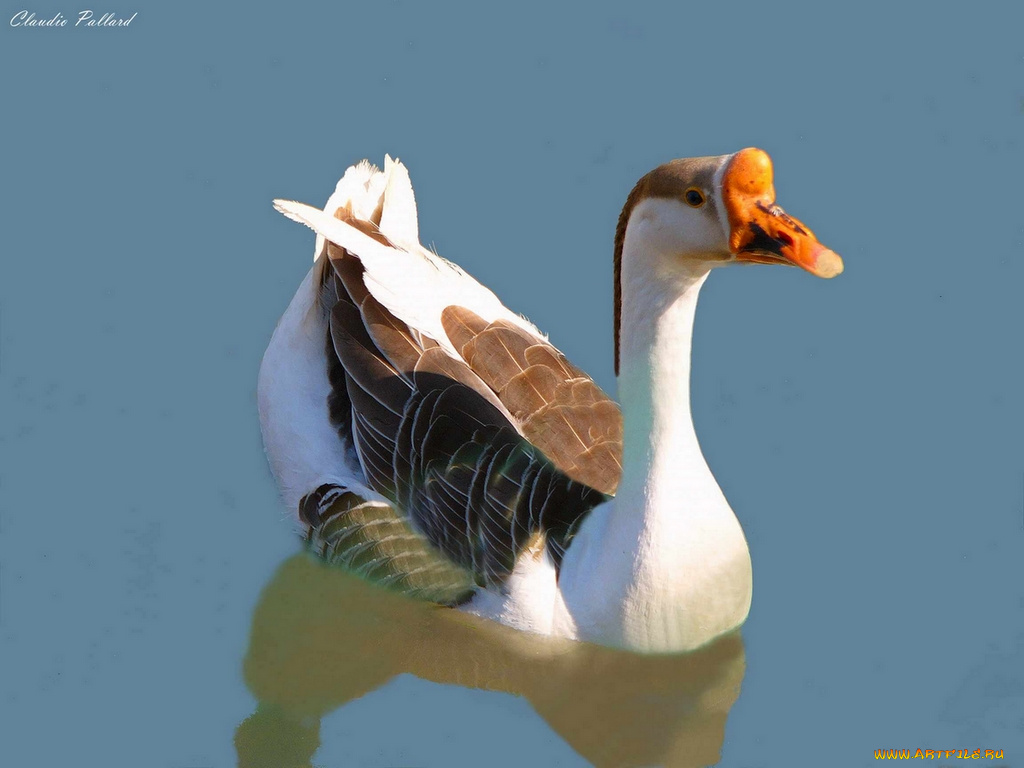 животные, гуси