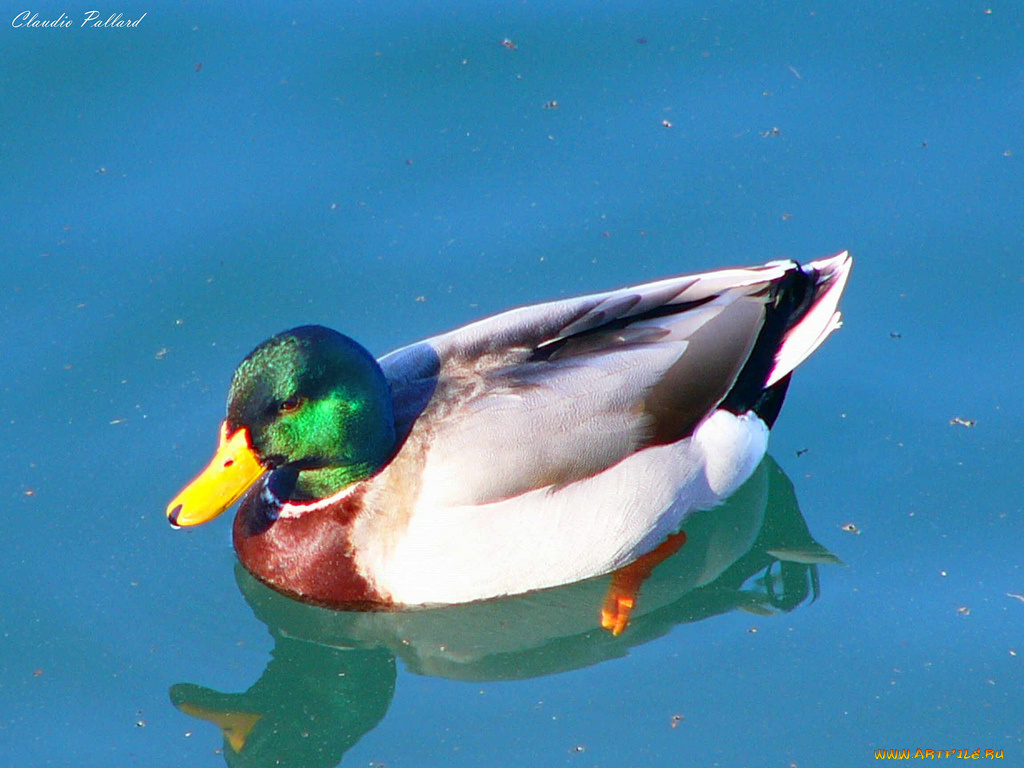 животные, утки