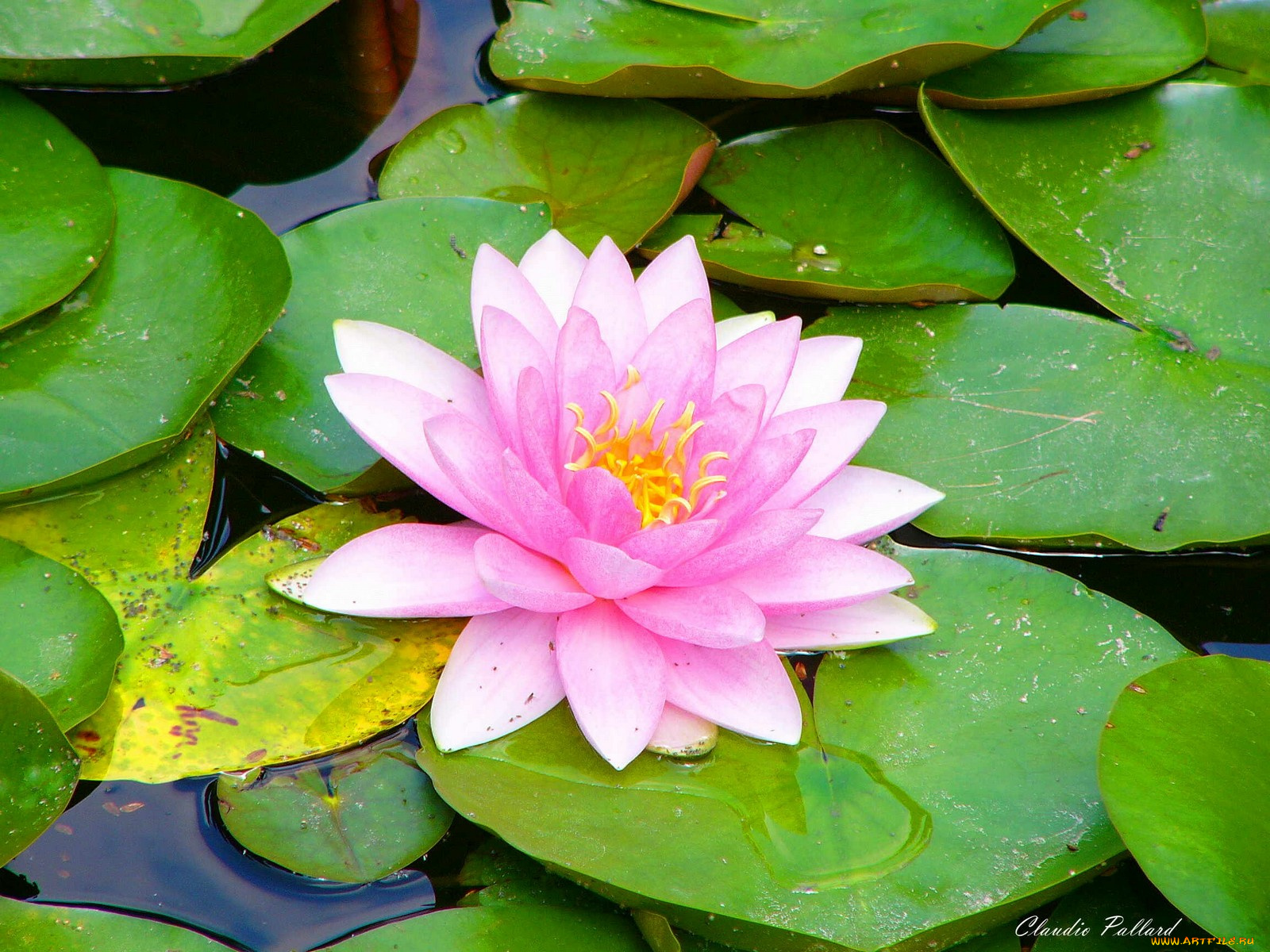 ninfea, in, una, fontana, цветы, лилии, водяные, нимфеи, кувшинки