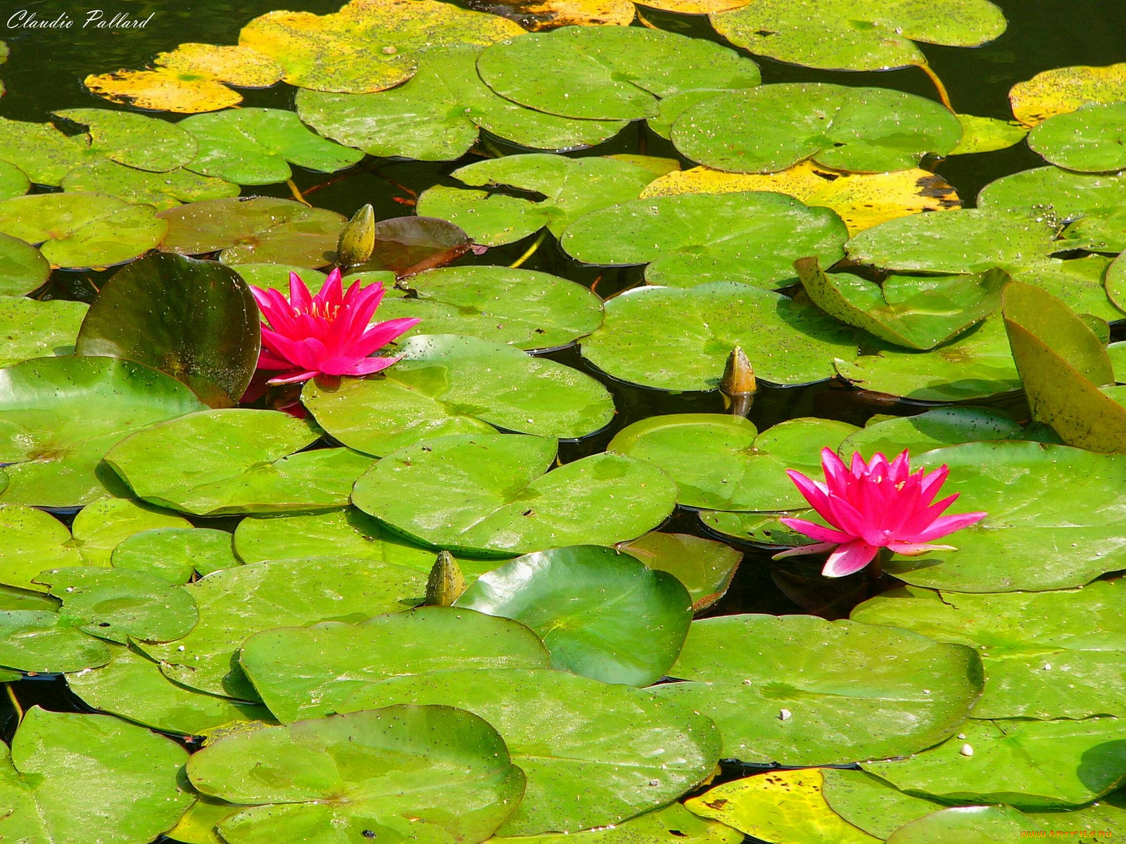 ninfee, цветы, лилии, водяные, нимфеи, кувшинки