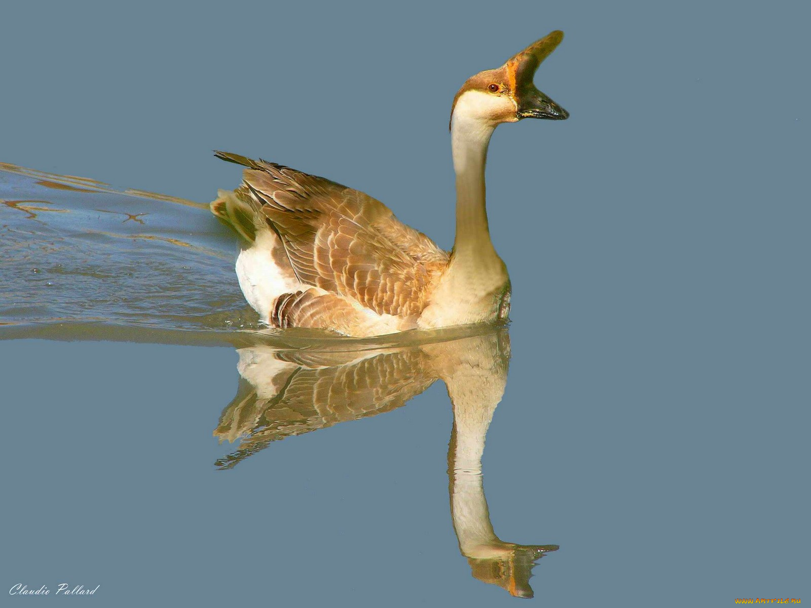 животные, гуси