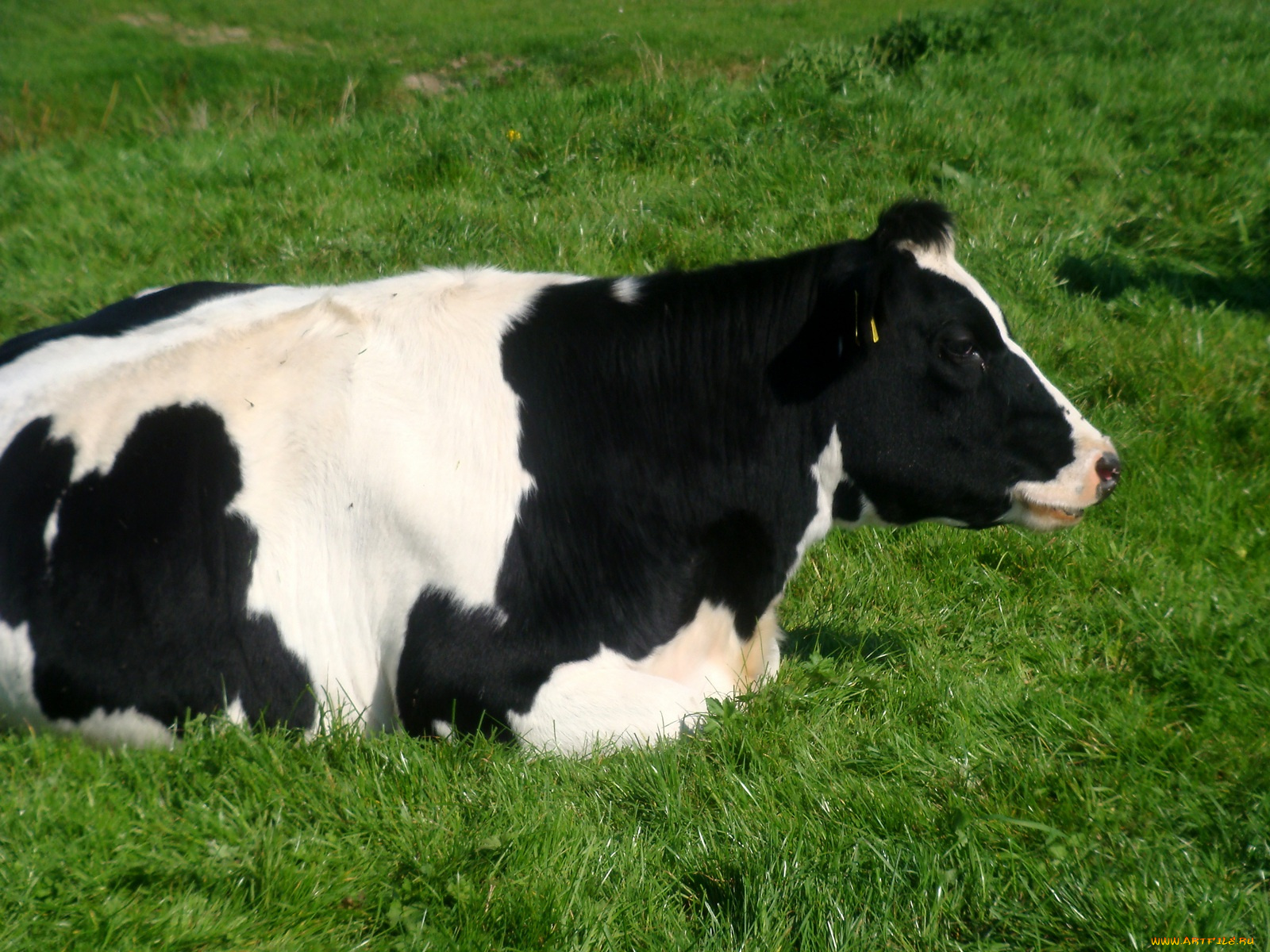 животные, коровы, буйволы