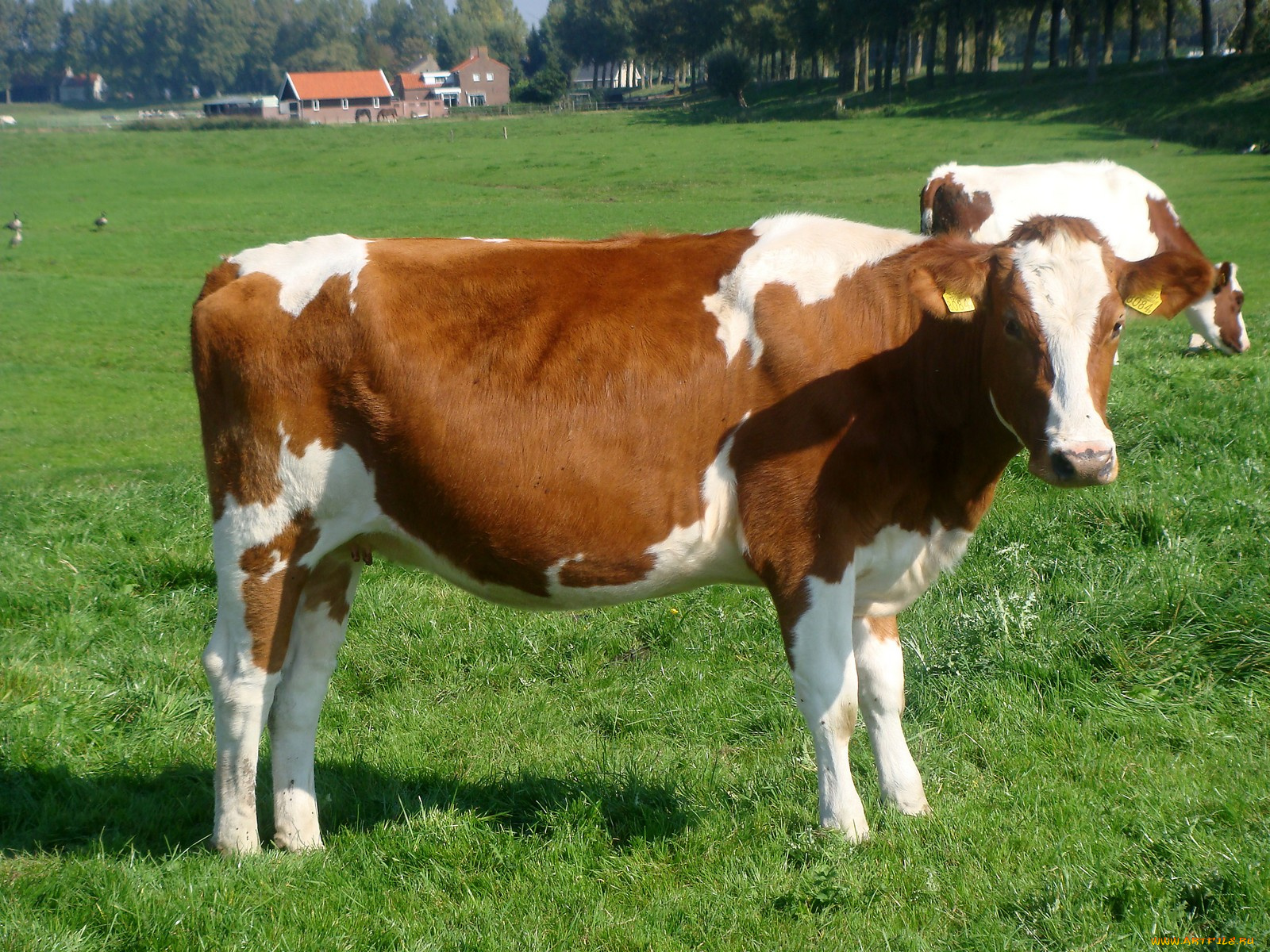 животные, коровы, буйволы