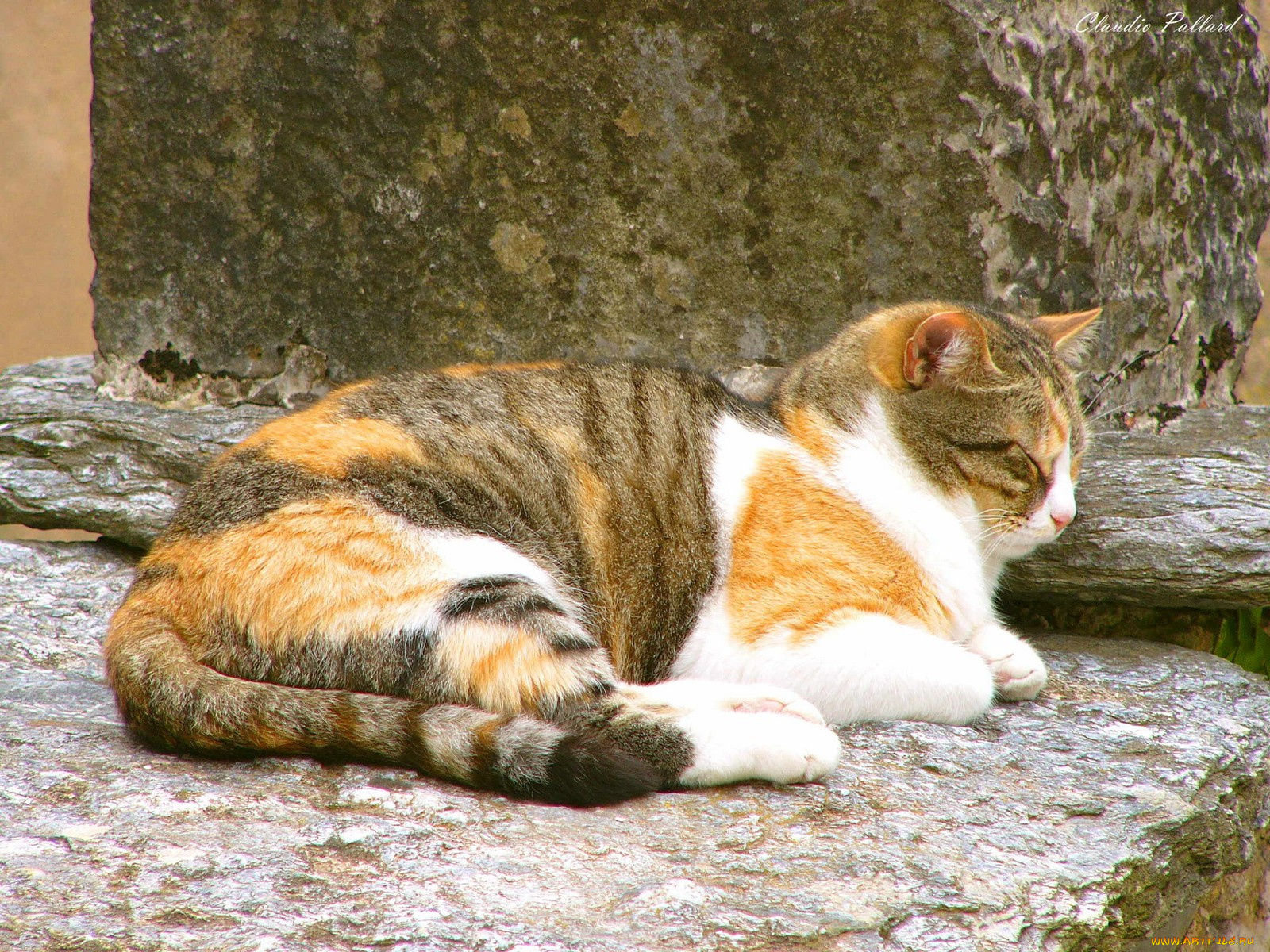 животные, коты