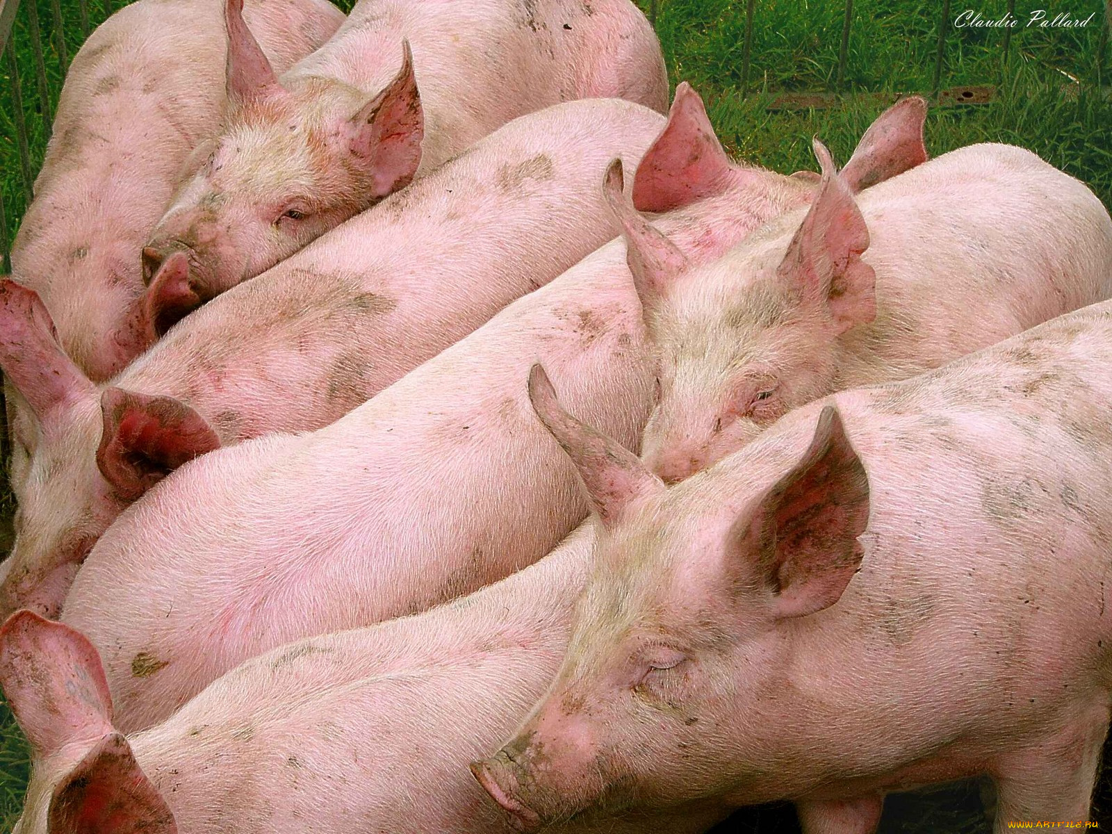 животные, свиньи, кабаны