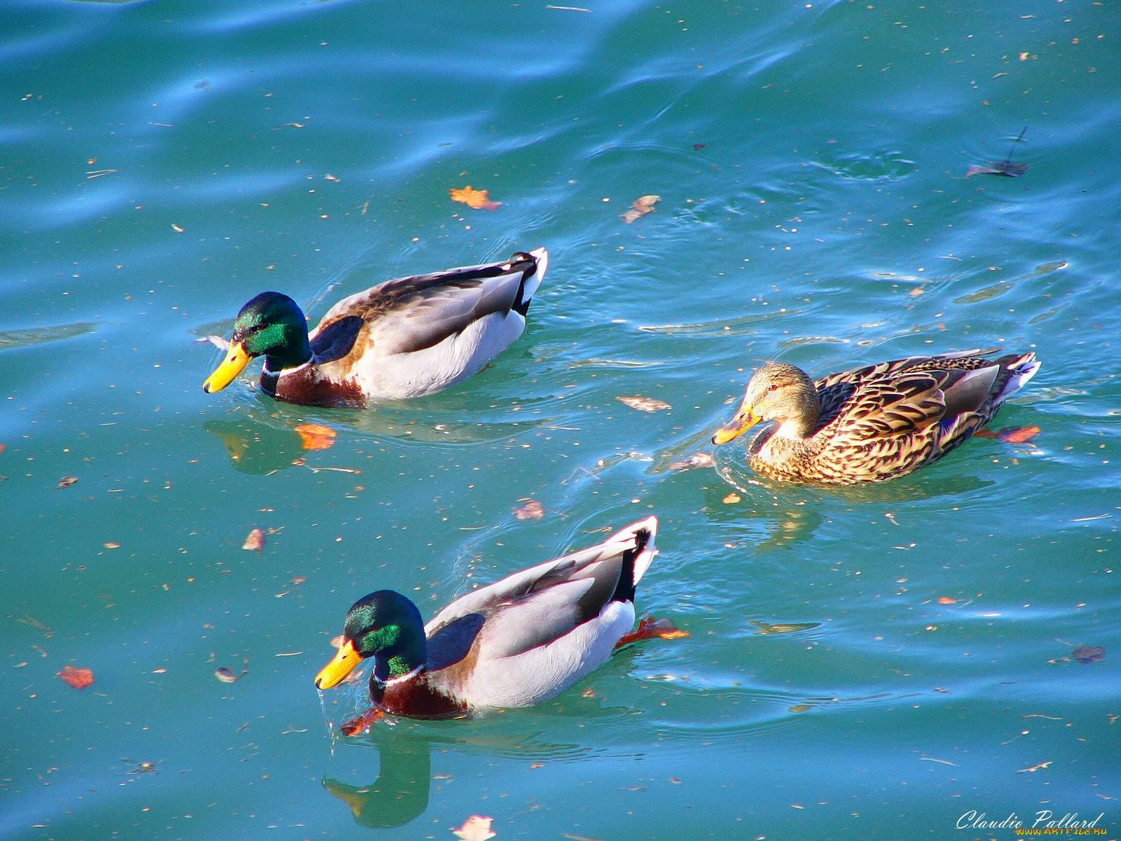 животные, утки