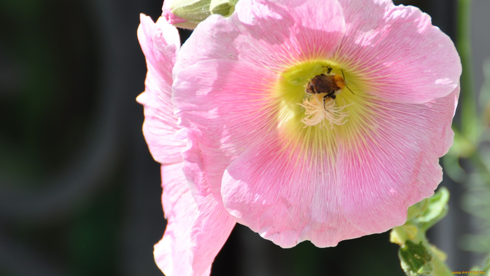 цветы, мальвы