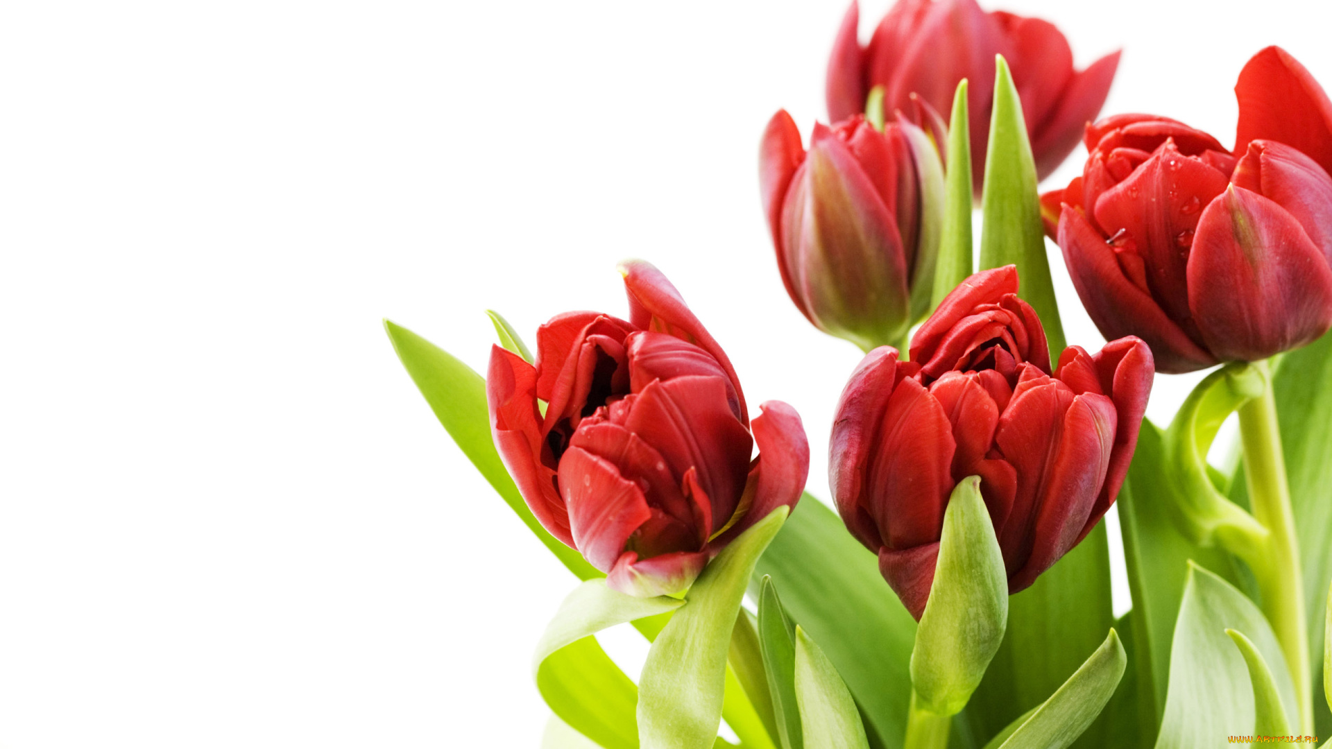 цветы, тюльпаны