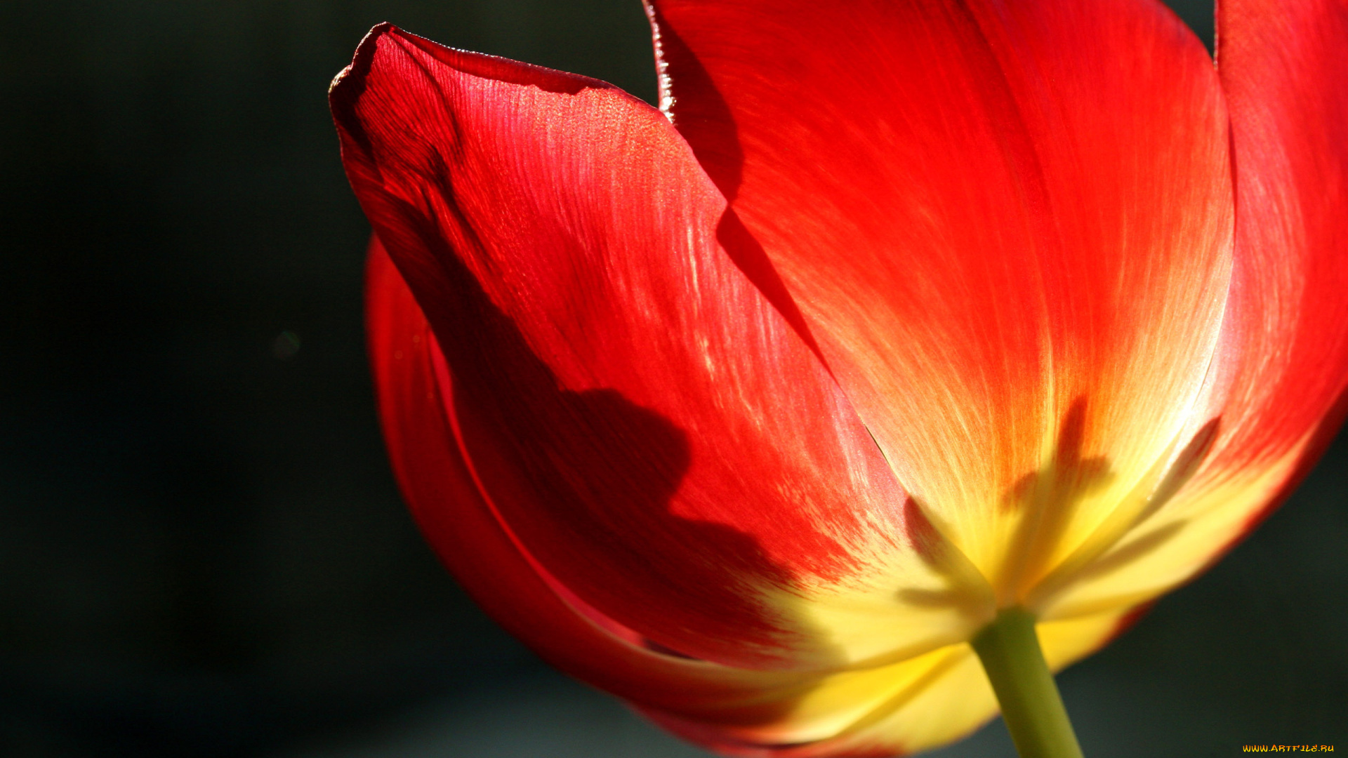 цветы, тюльпаны