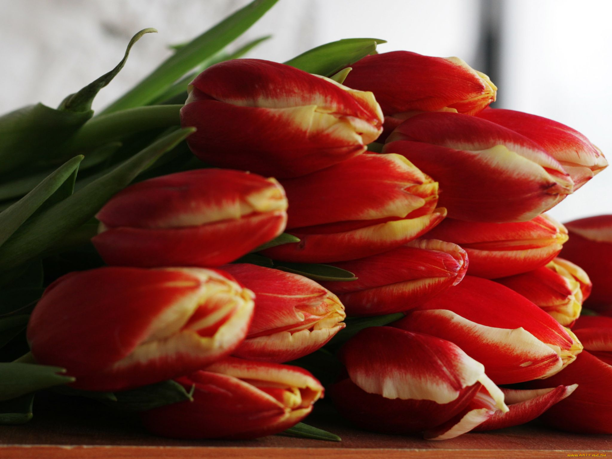 цветы, тюльпаны