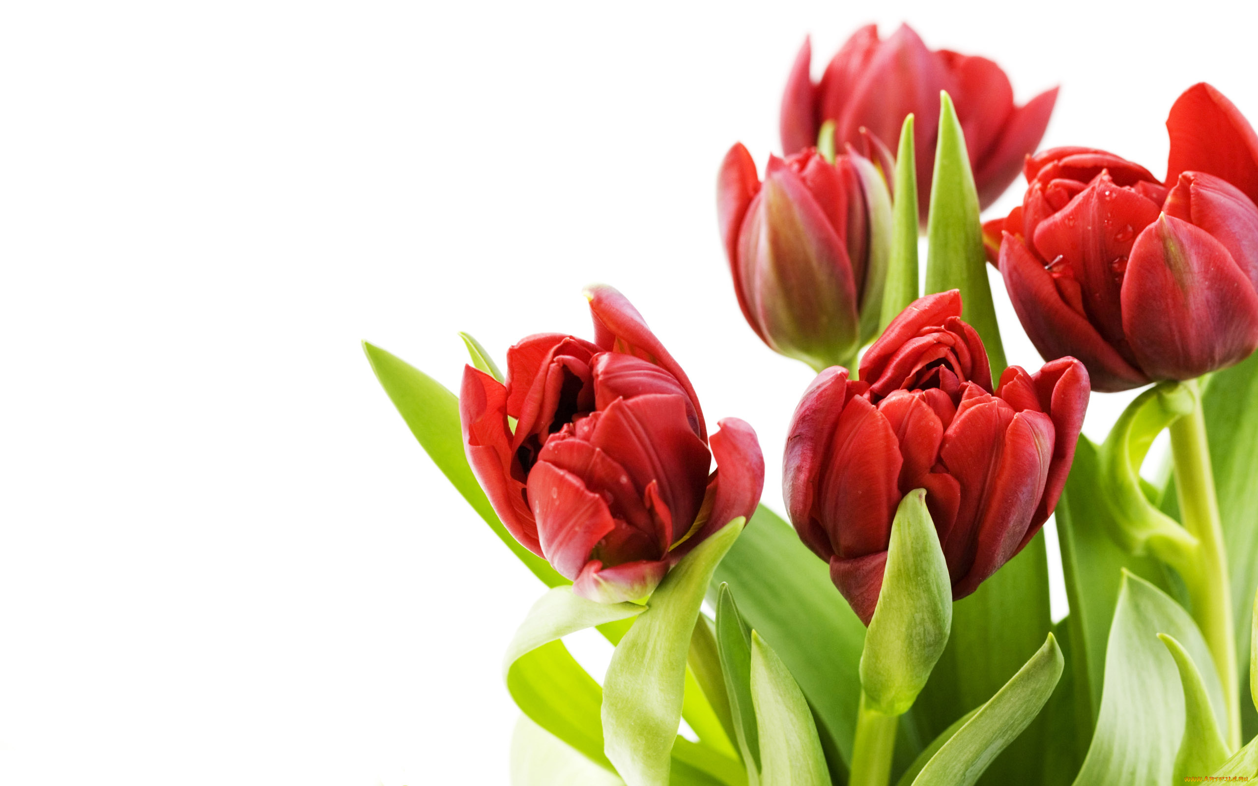цветы, тюльпаны
