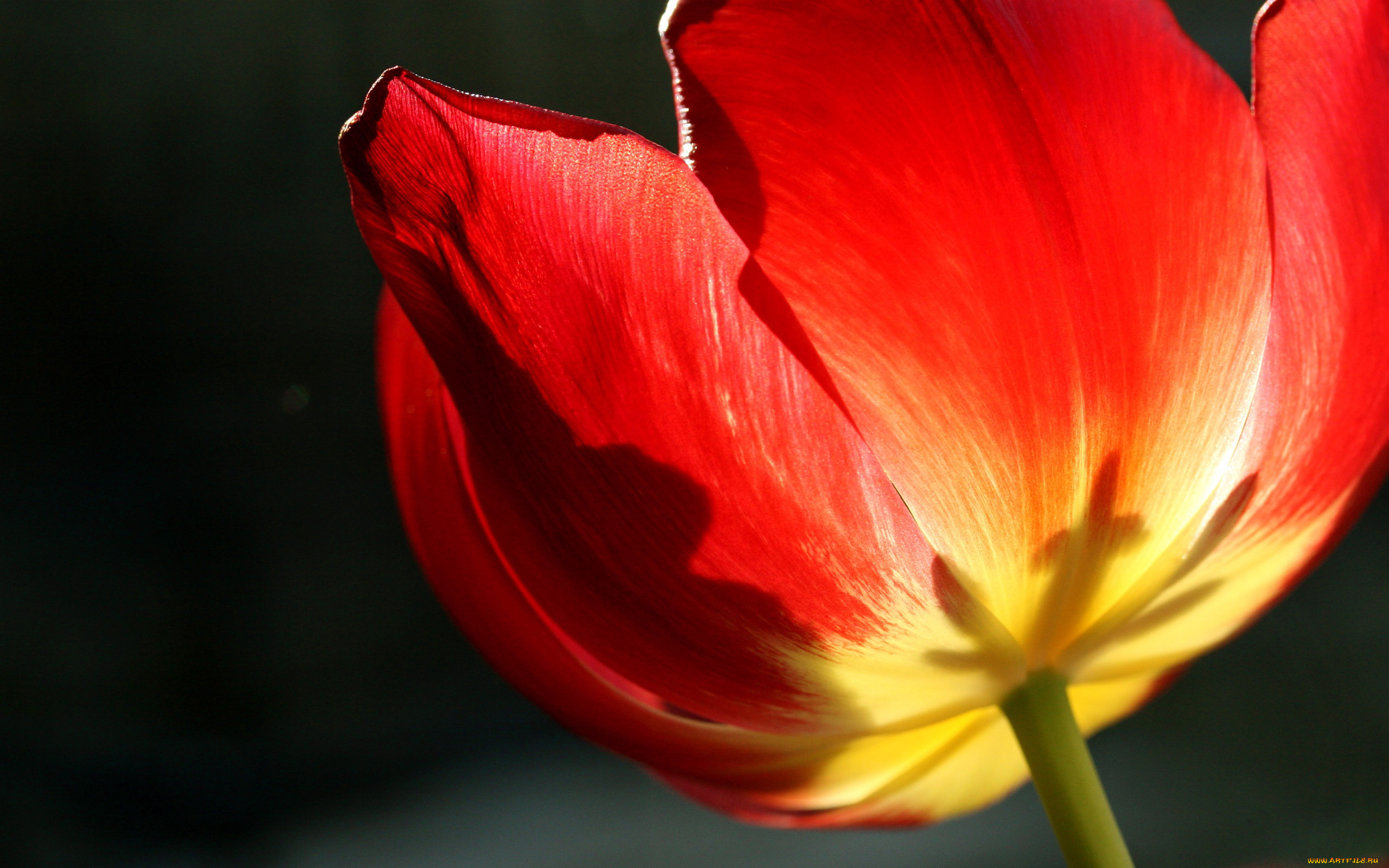 цветы, тюльпаны