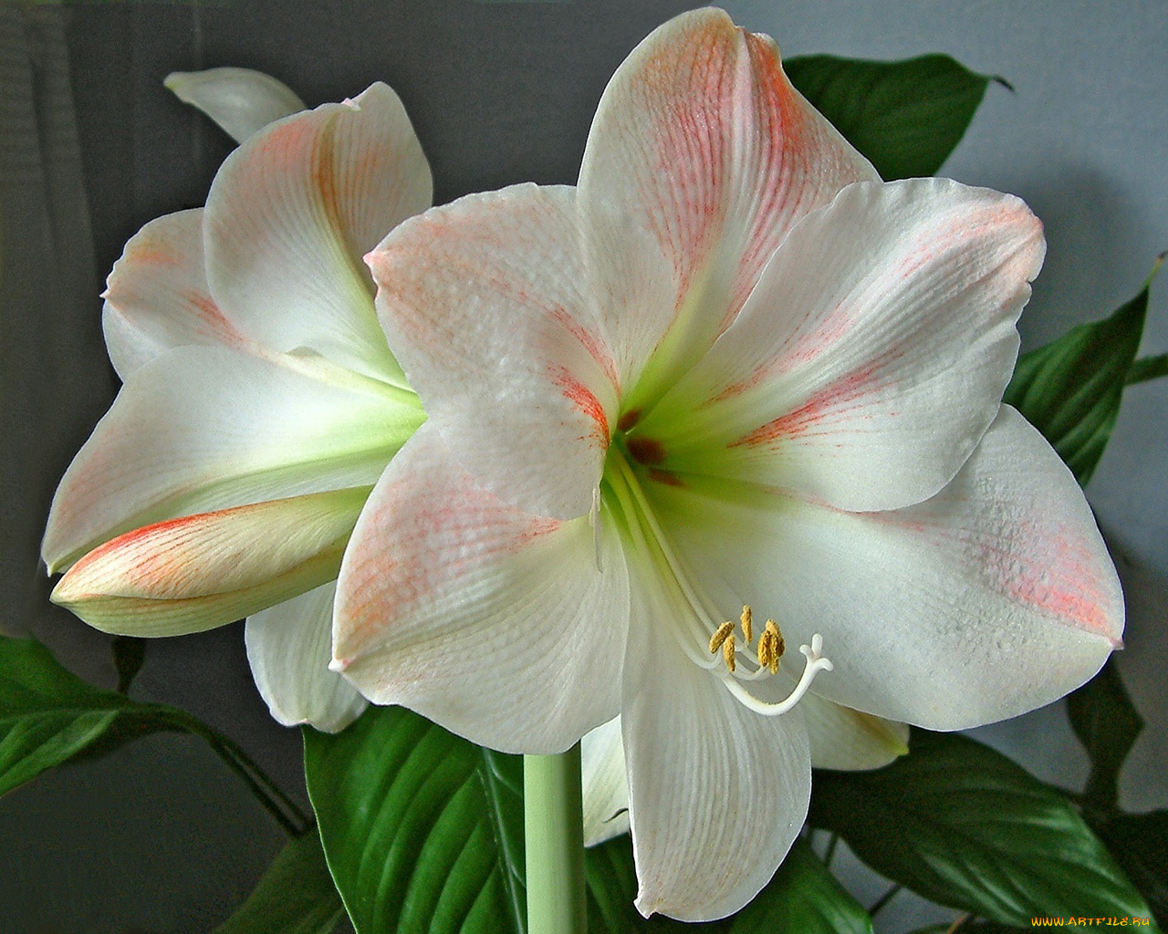 цветы, амариллисы, гиппеаструмы, амарилис