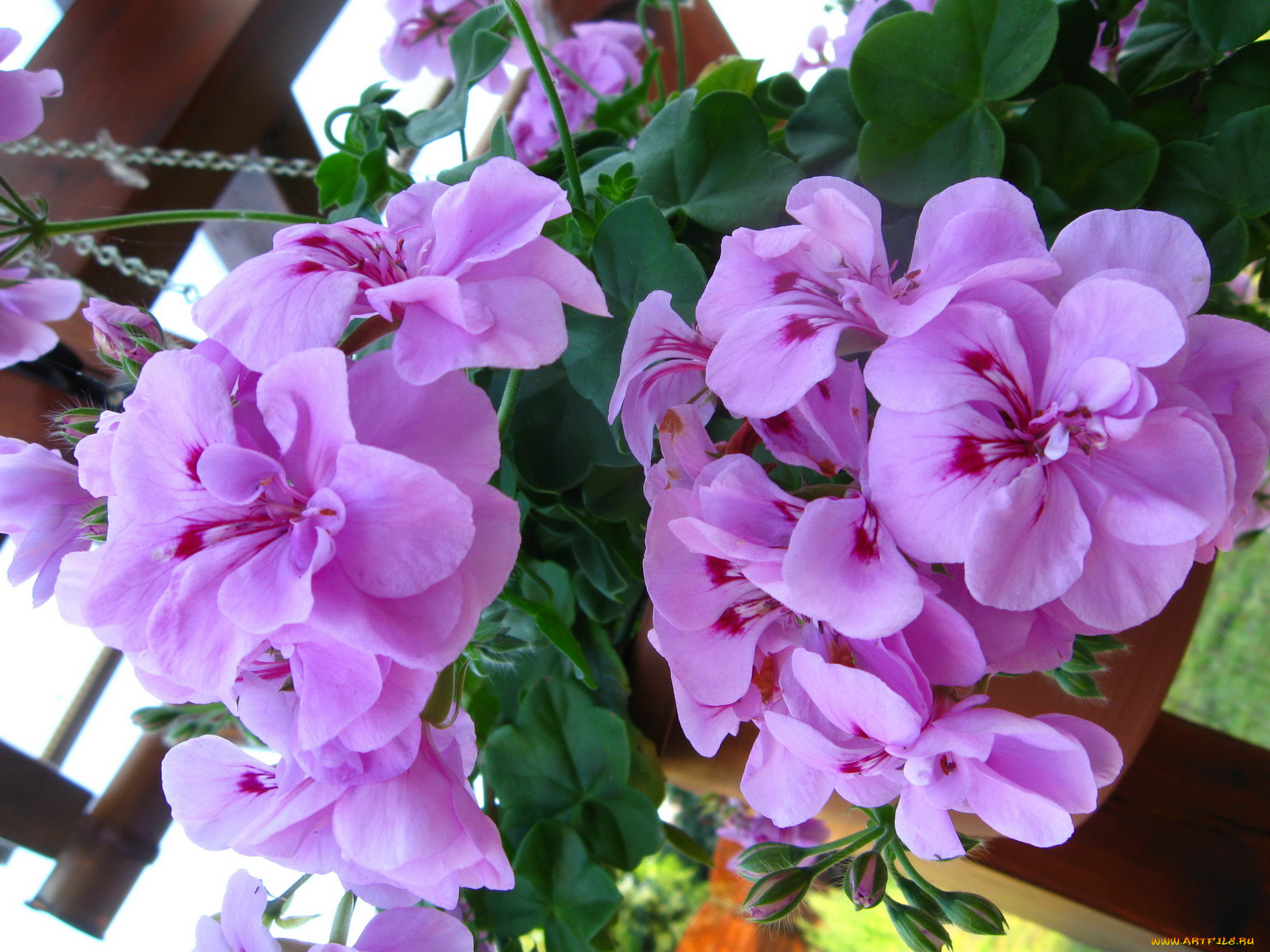 герань, цветы