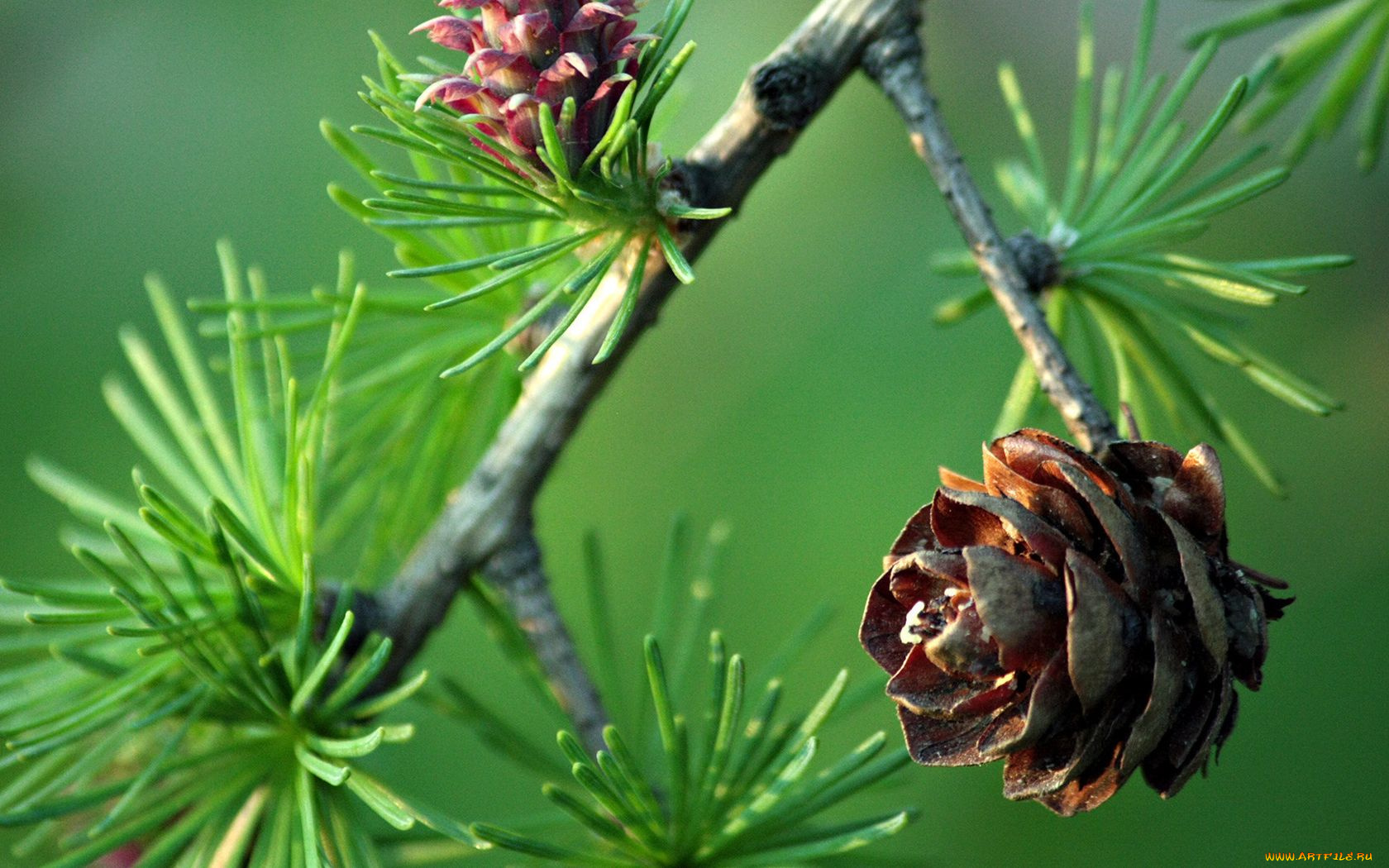 природа, шишки, жёлуди, каштаны