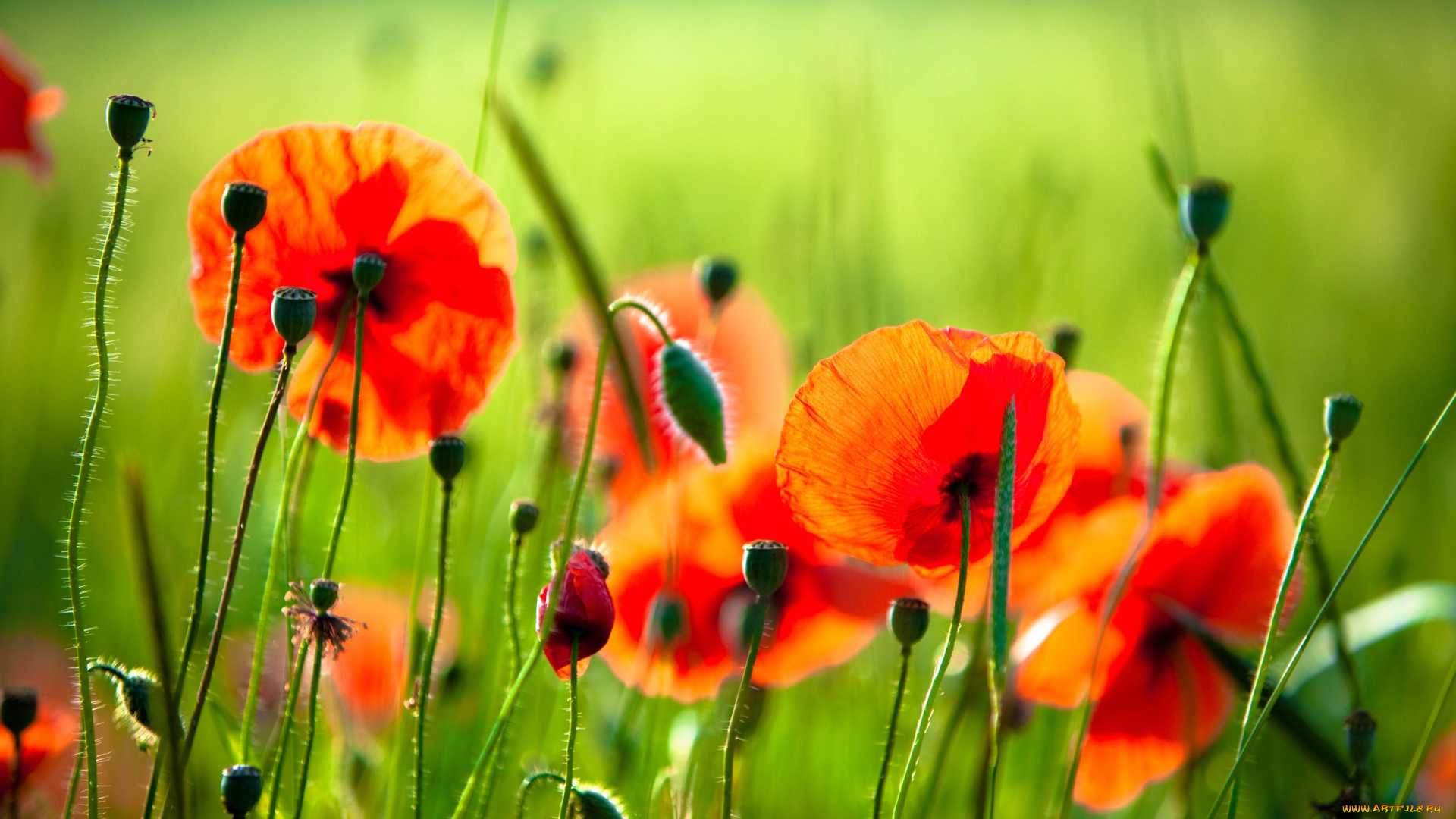 цветы, маки