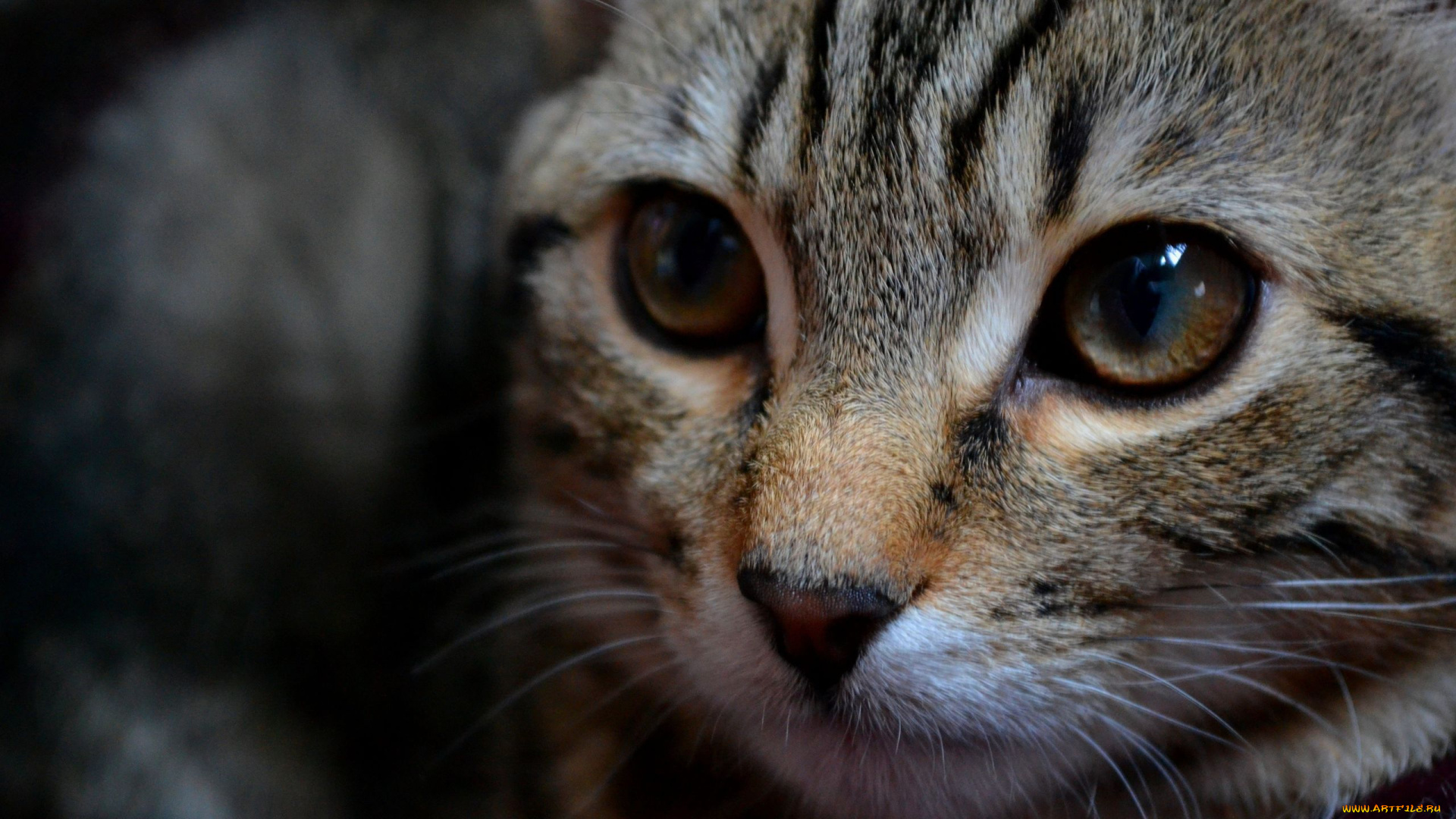 животные, коты