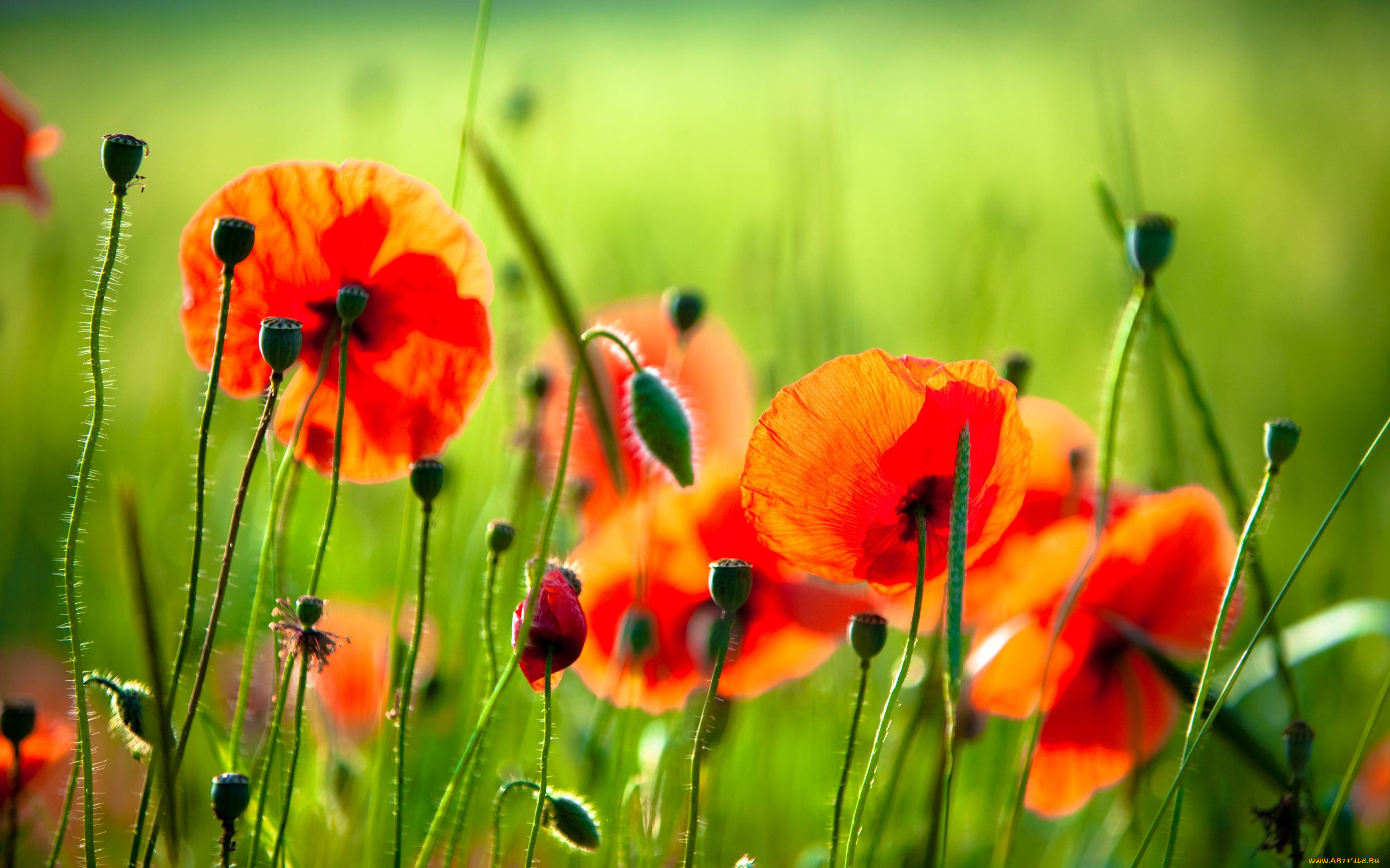 цветы, маки