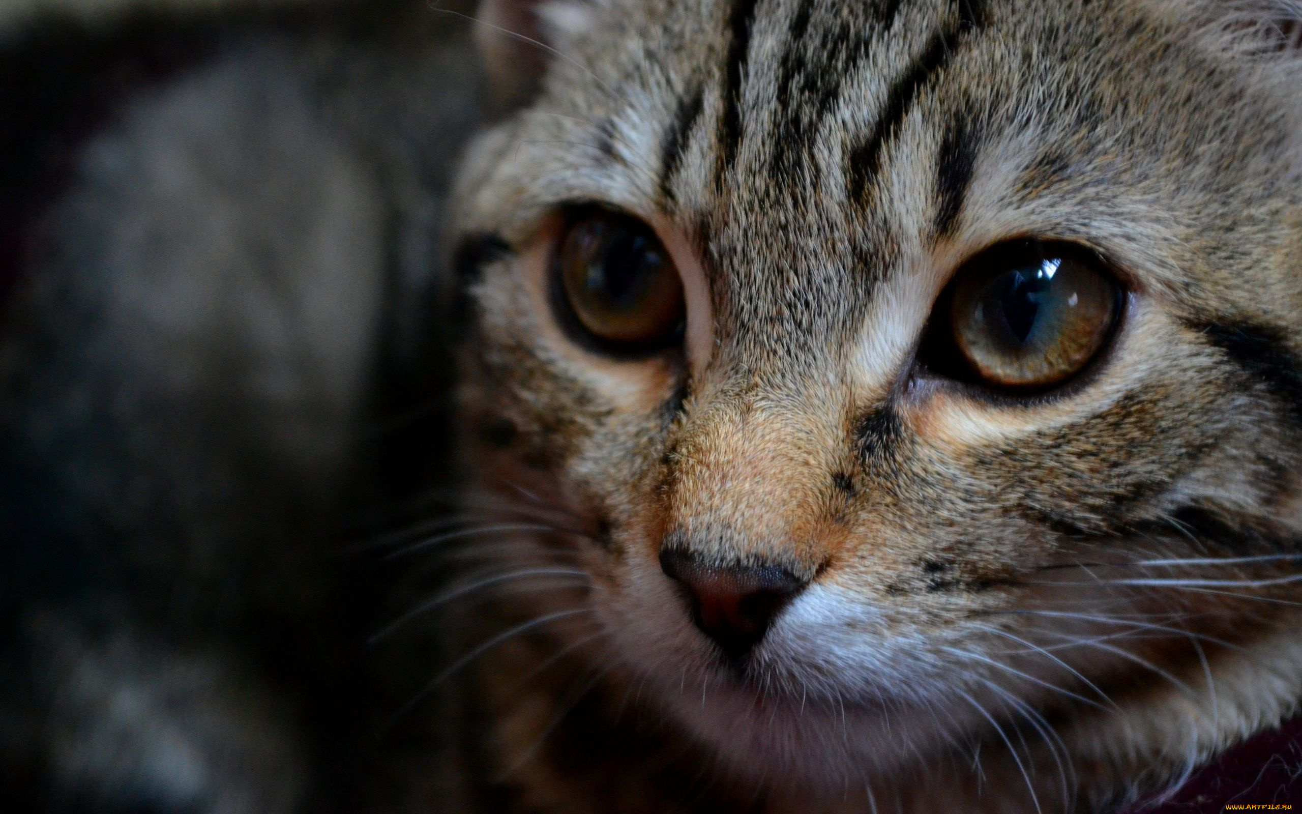 животные, коты