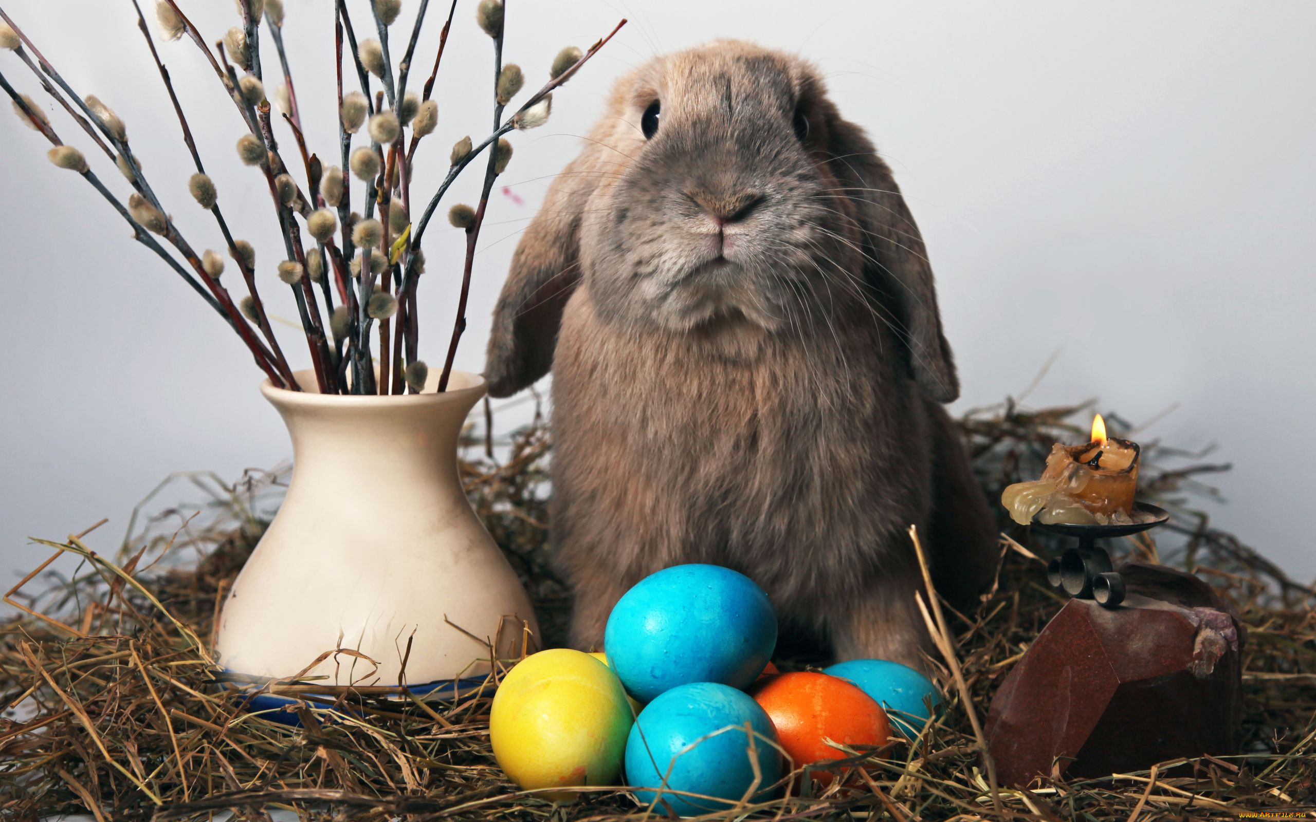 животные, кролики, зайцы