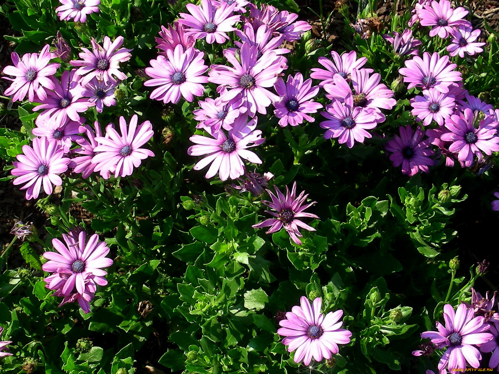 цветы, диморфотеки, ромашки