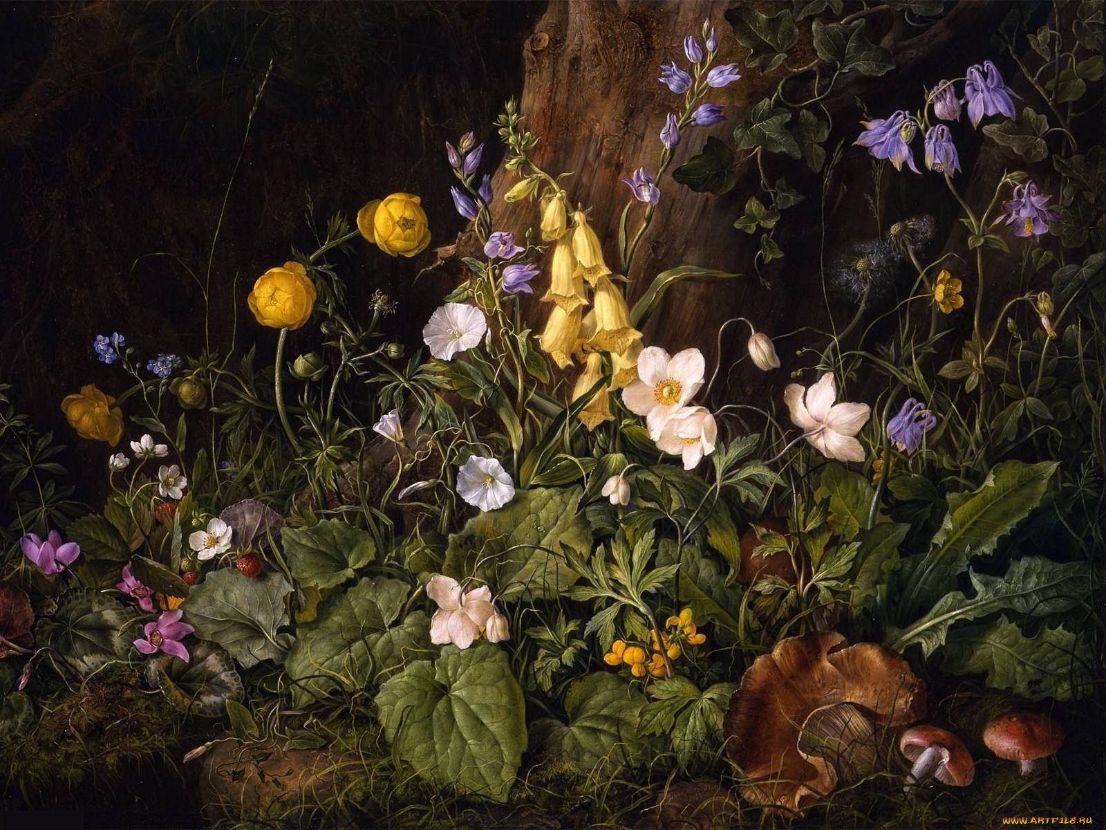 рисованные, franz, xaver, petter