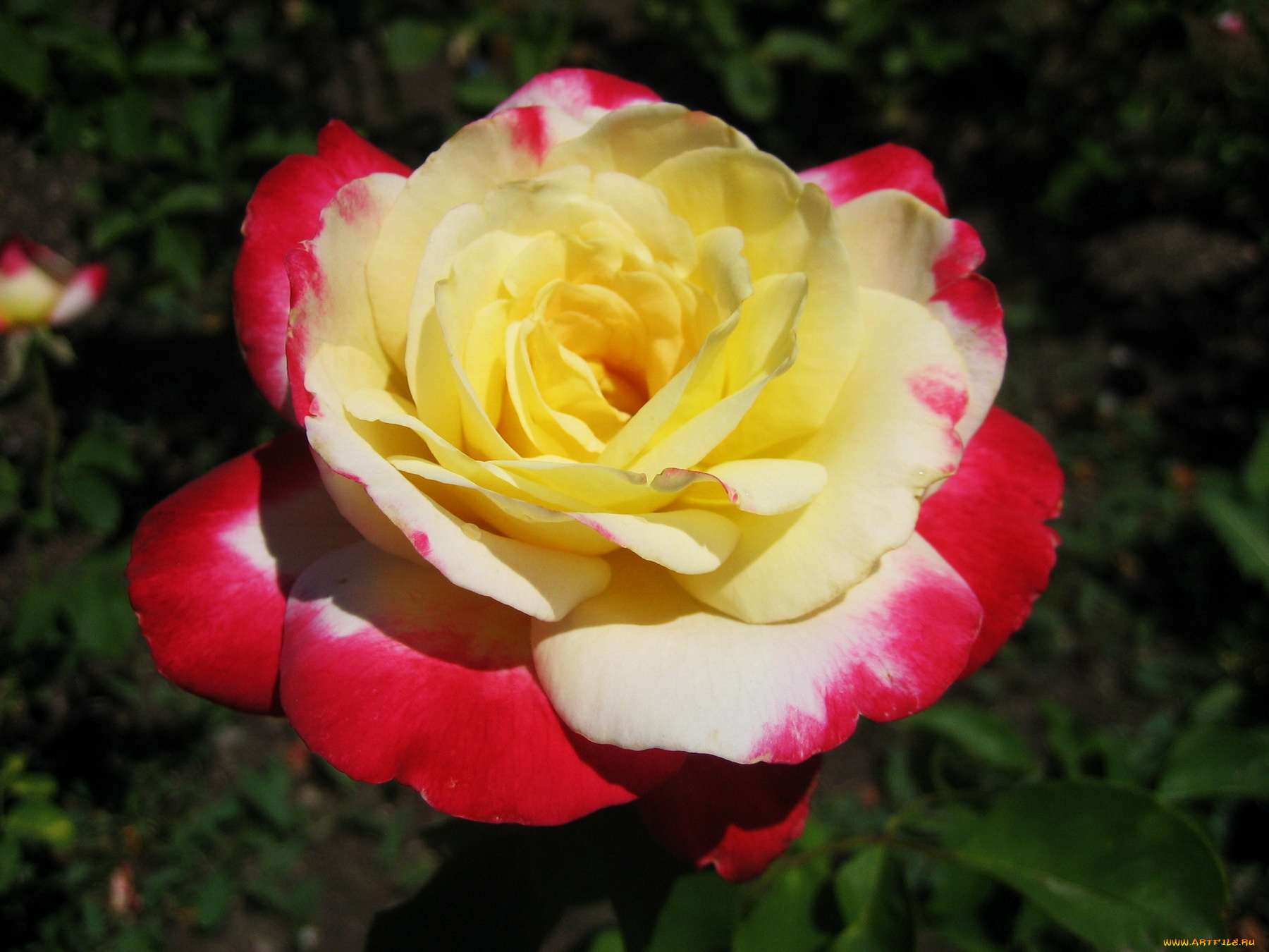 цветы, розы, роза