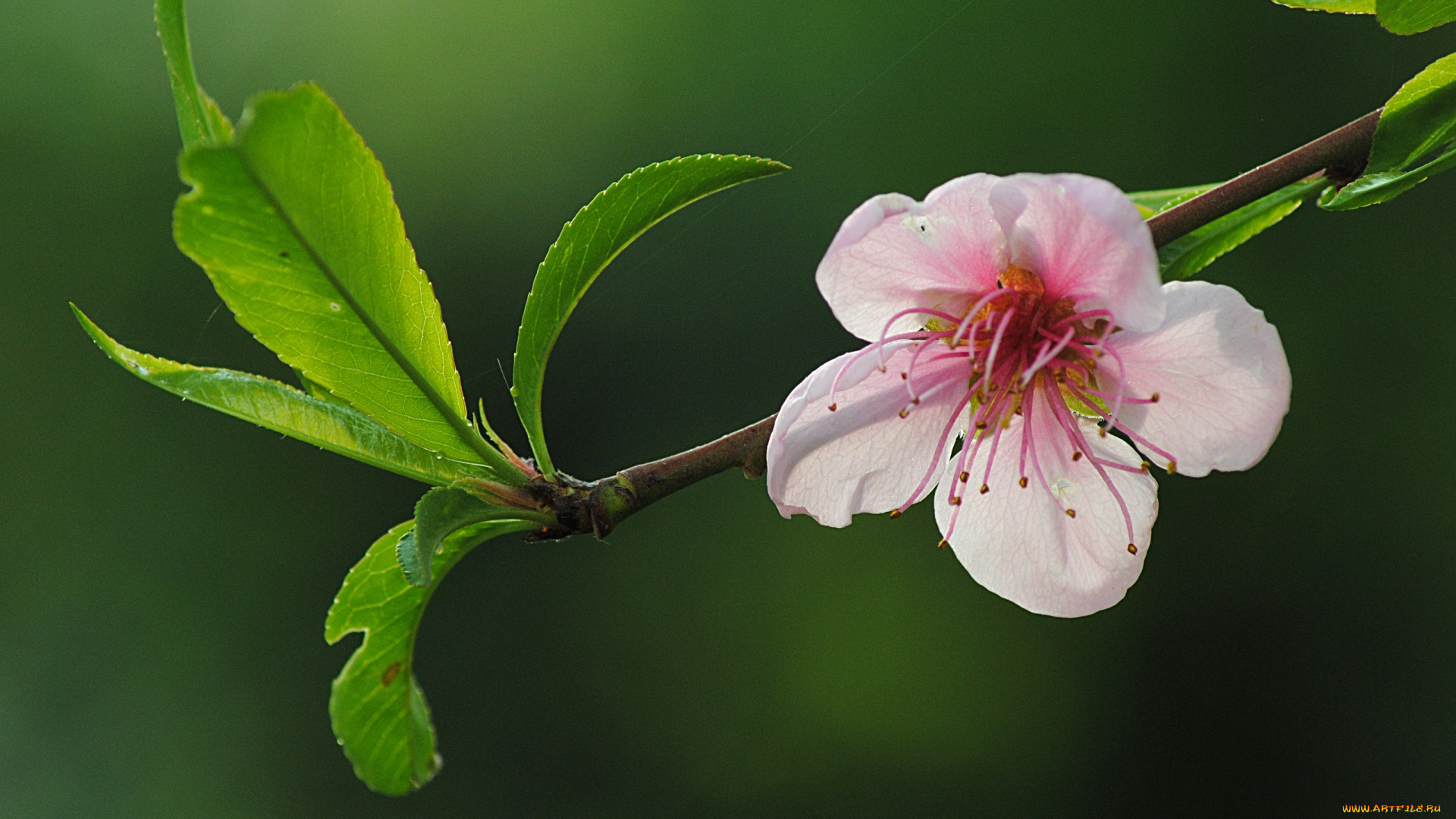 цветы, цветущие, деревья, кустарники, листья, цветок, ветка