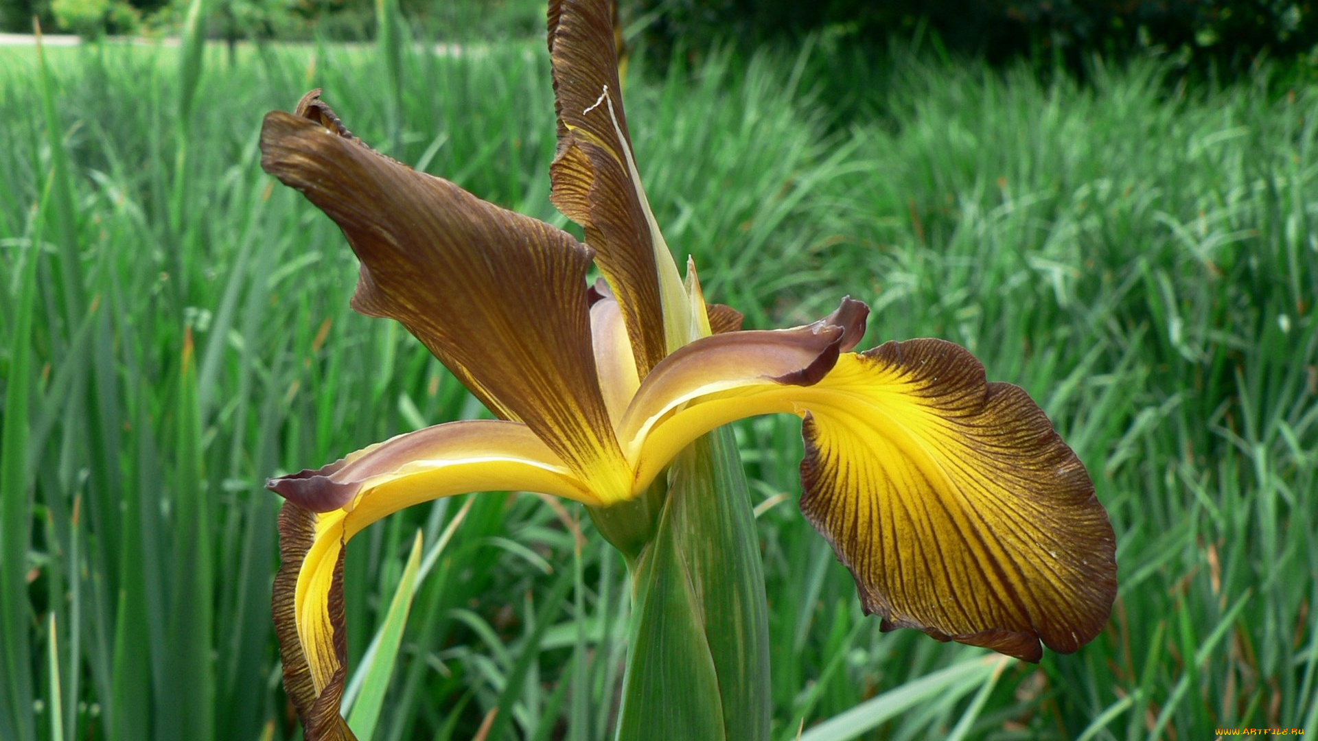 цветы, ирисы, лепестки