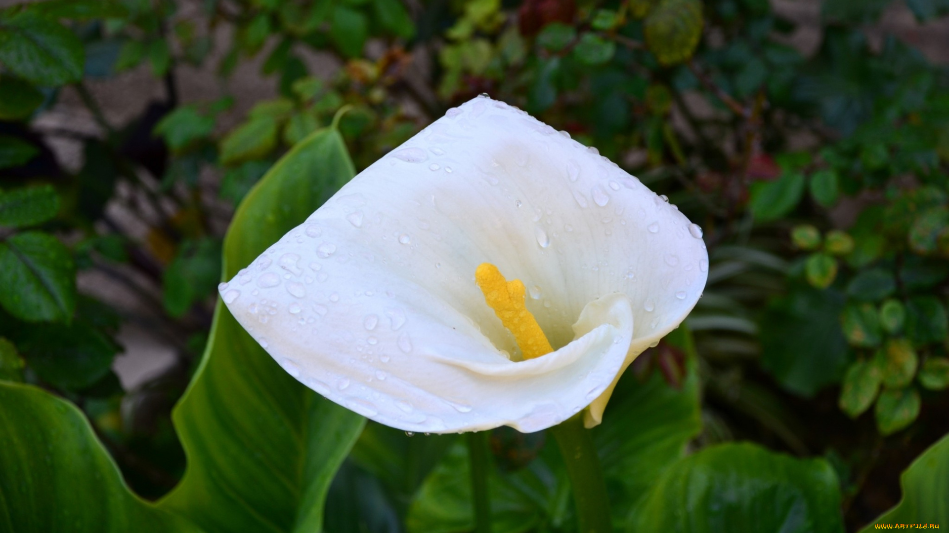 цветы, каллы, белый, капли