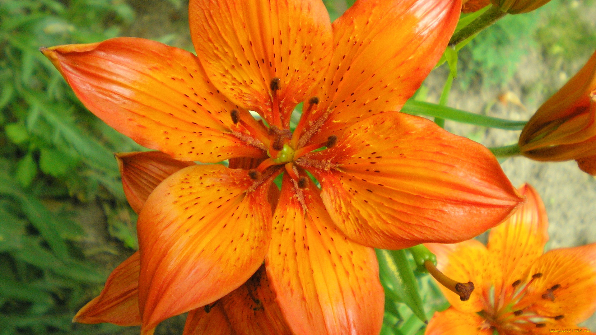 цветы, лилии, лилейники, лепестки