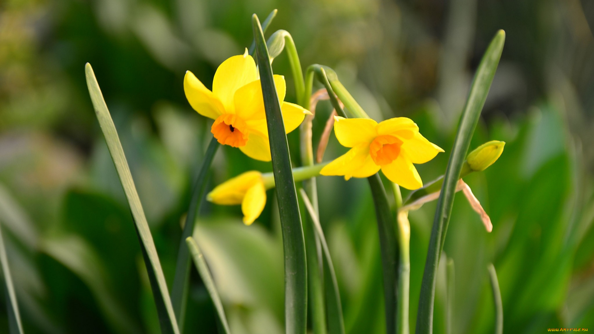 цветы, нарциссы, желтый