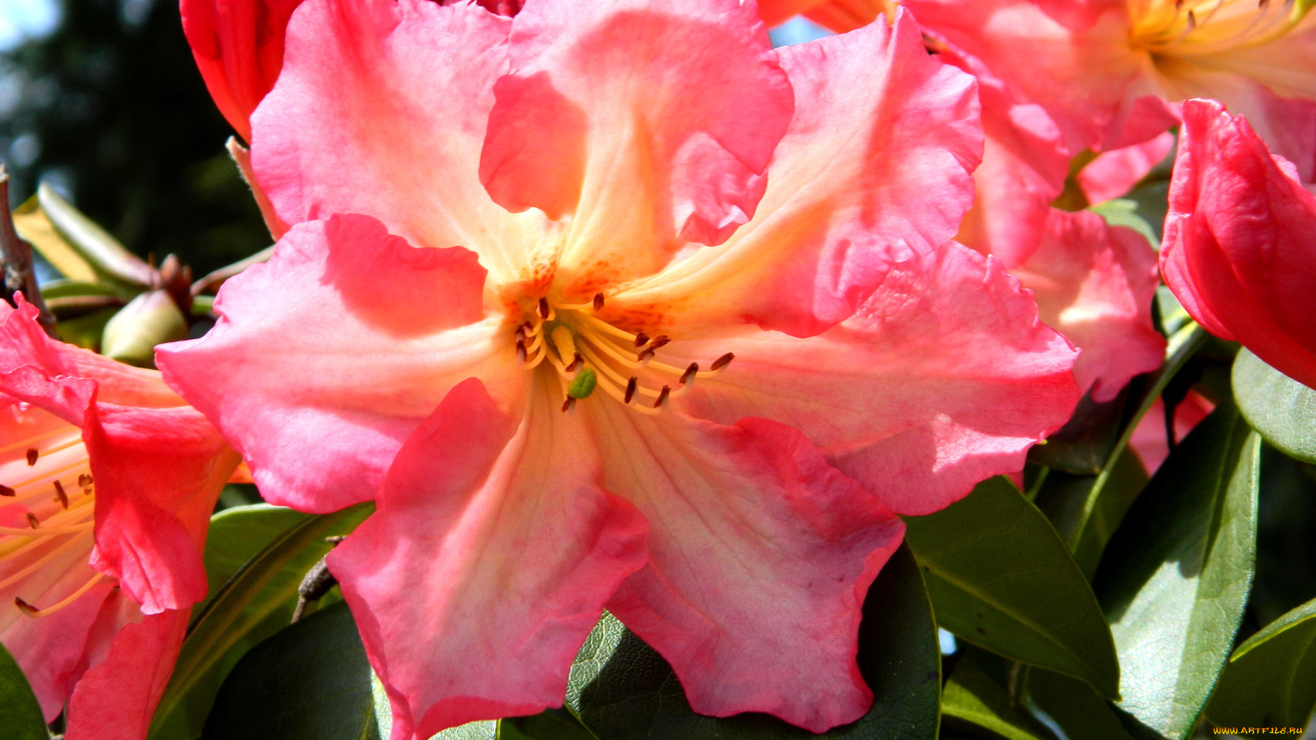 цветы, рододендроны, азалии, азалия
