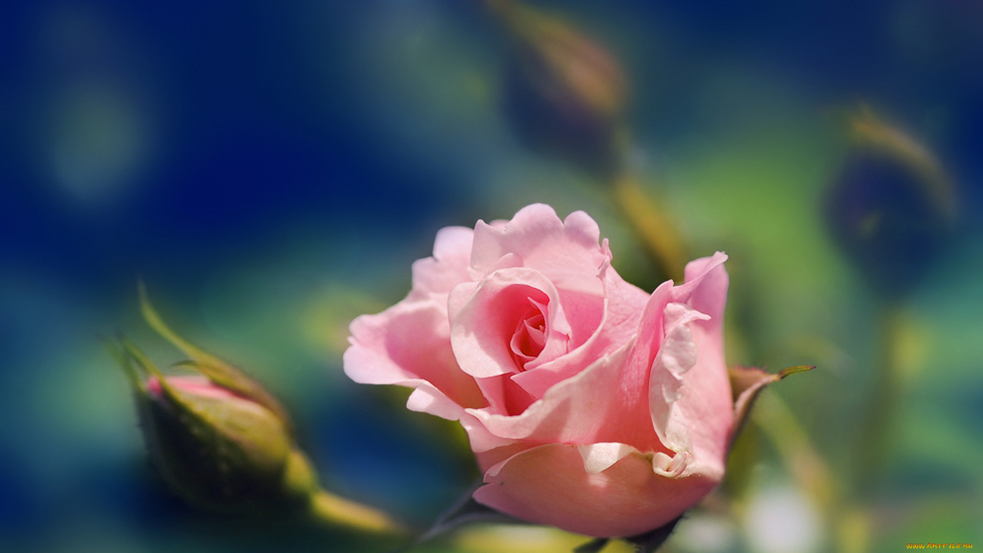 цветы, розы, нежность, бутон