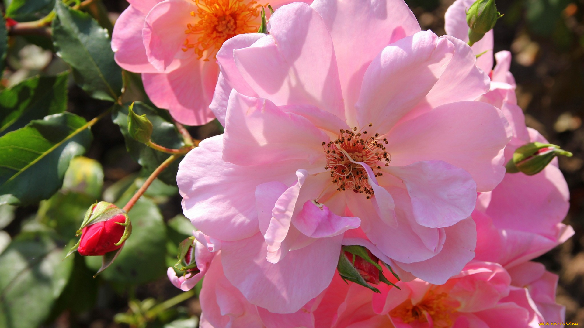 цветы, розы, розовый