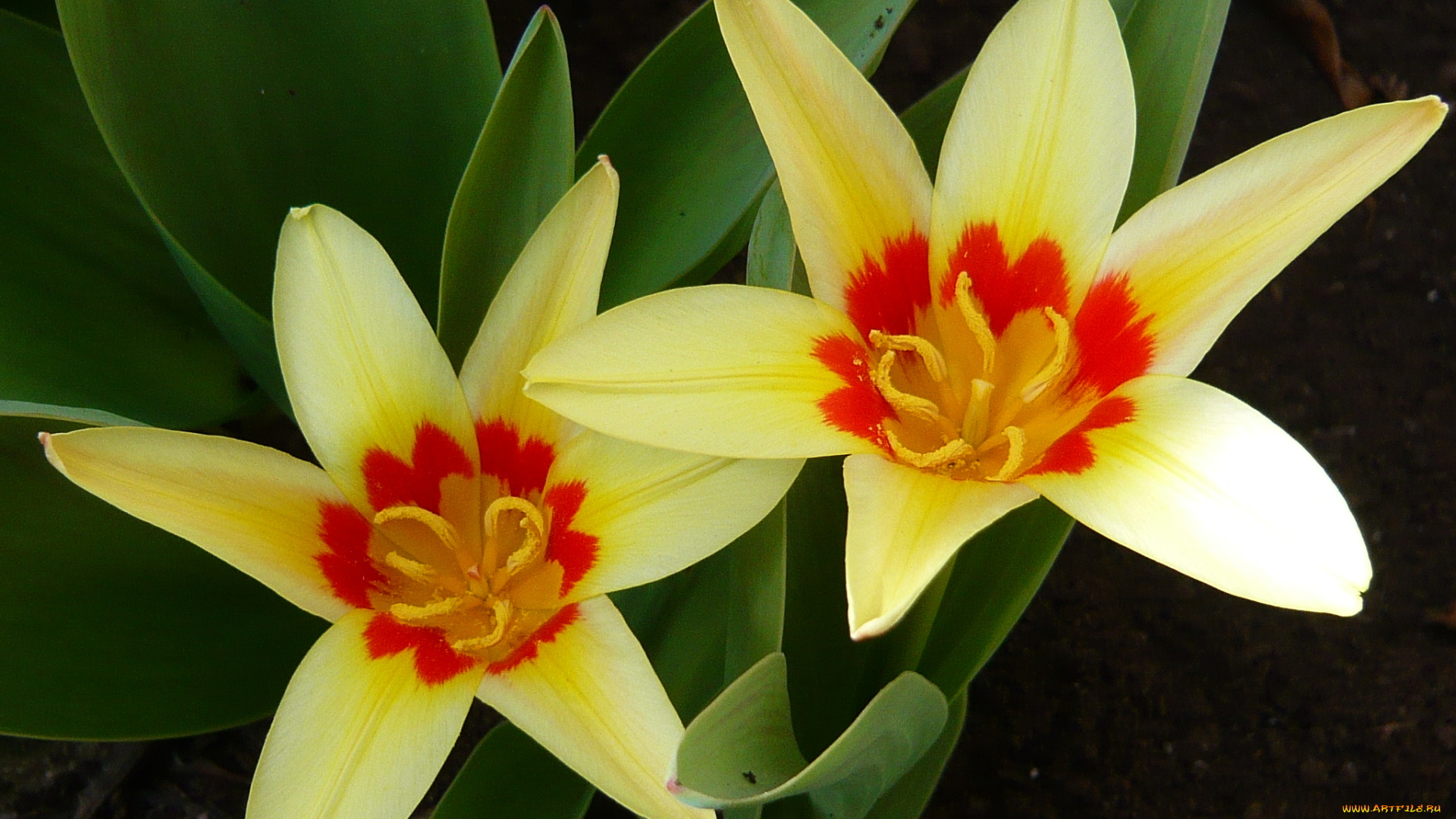 цветы, тюльпаны, лепестки