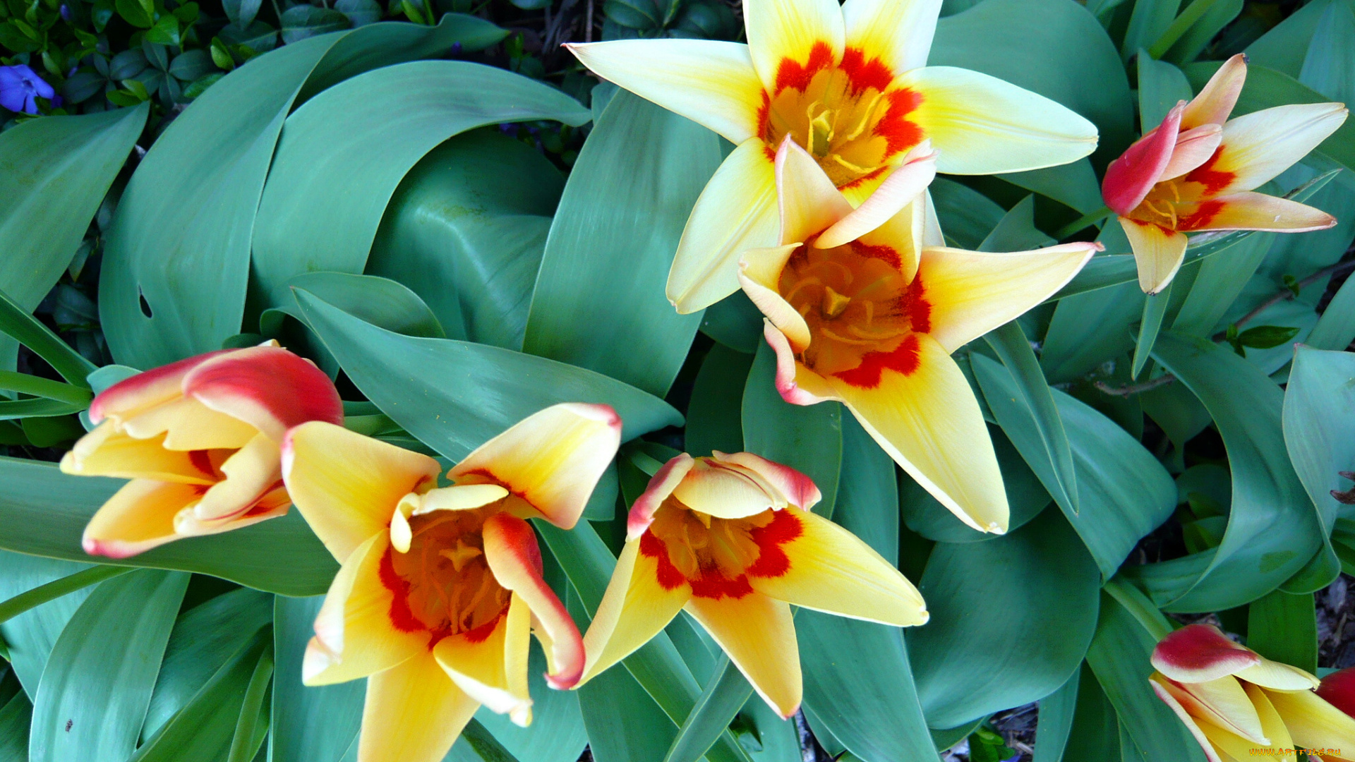 цветы, тюльпаны, лепестки