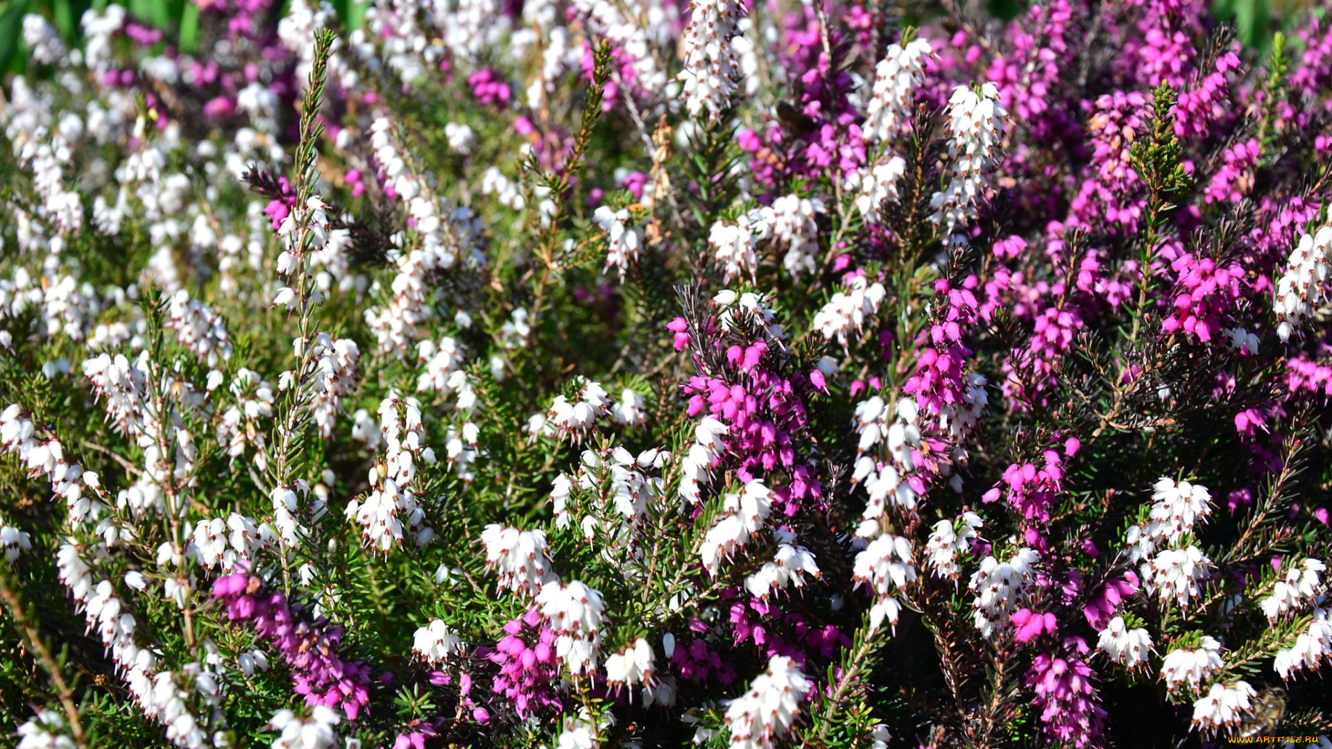 цветы, вереск, эрики, розовый, белый