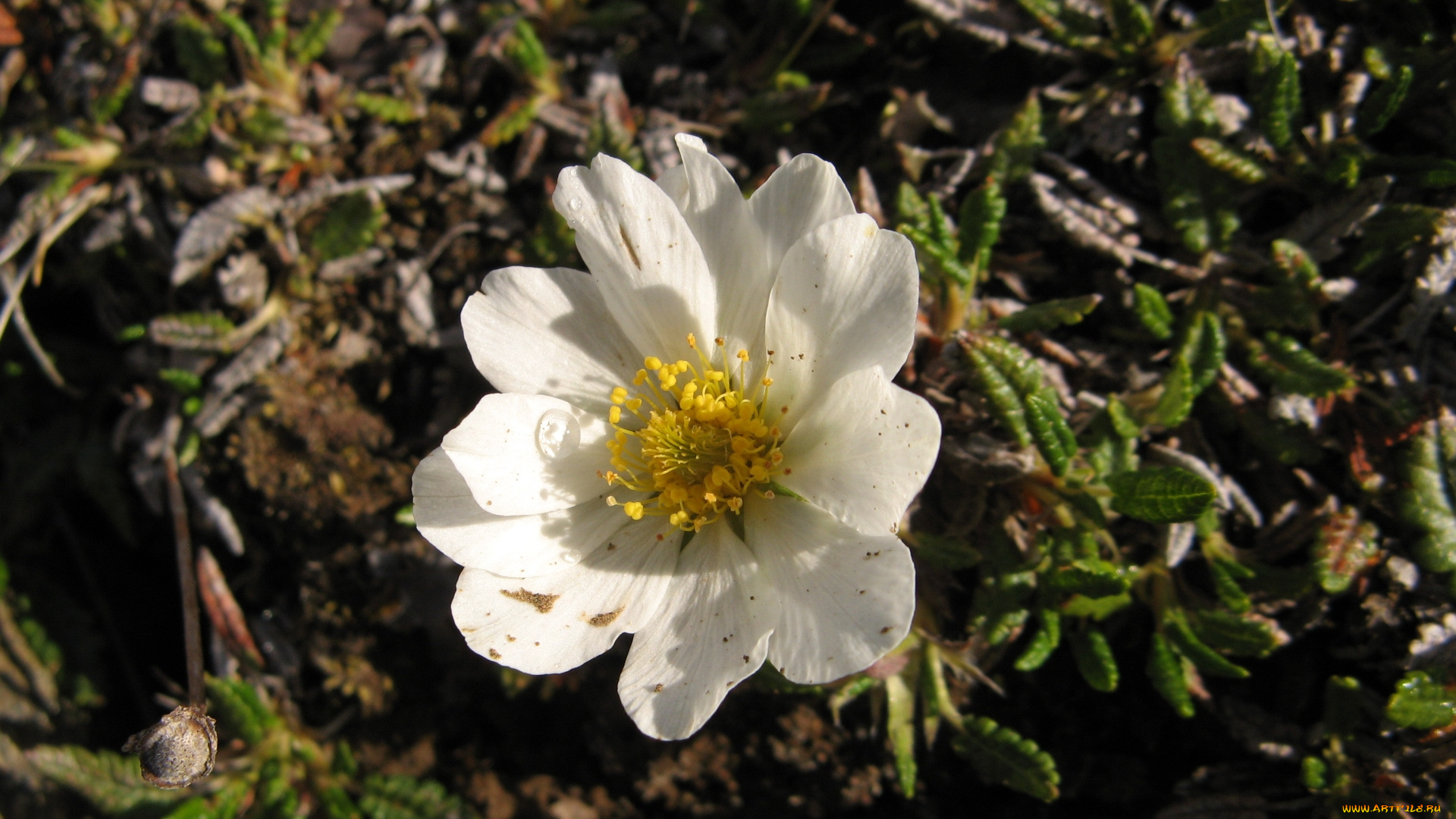 дриада, восьмилепестковая, цветы, анемоны, адонисы, белый