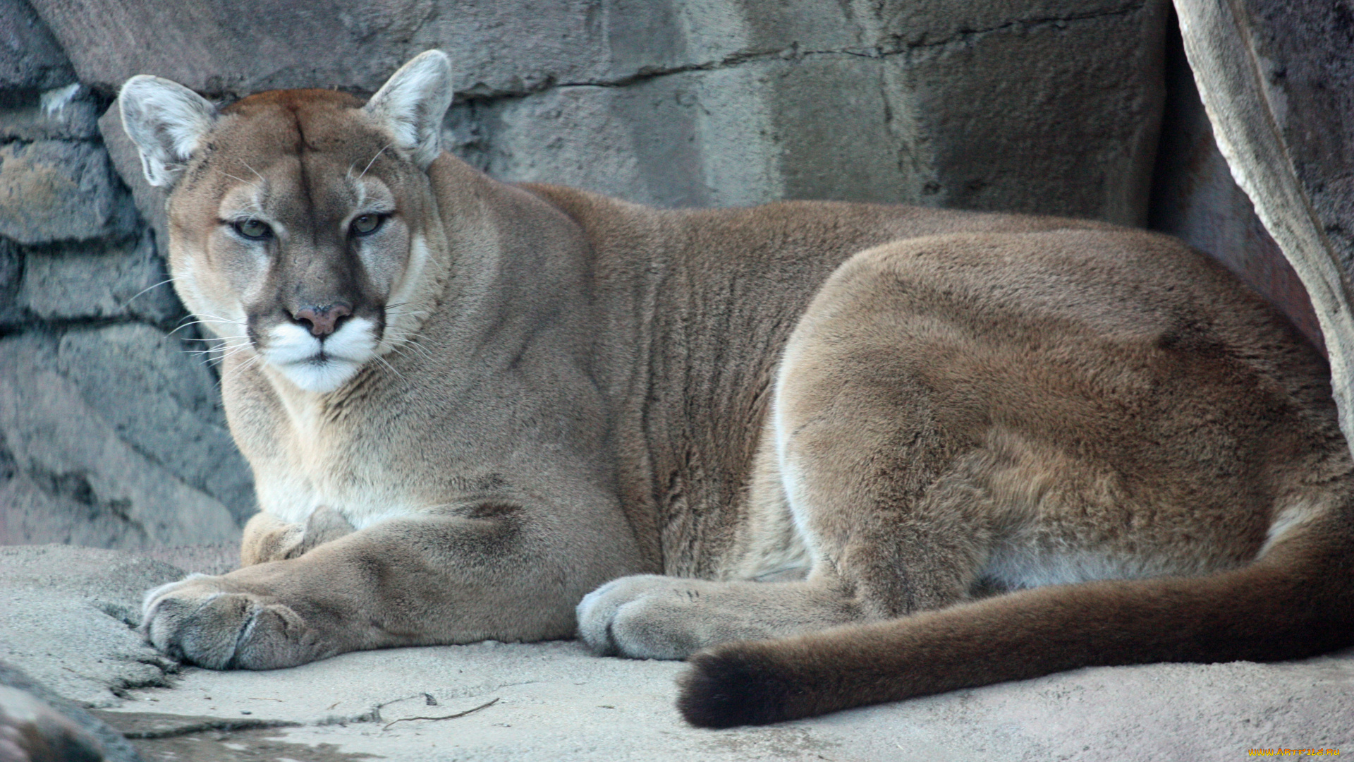 животные, пумы, кугуар, лежит, пума