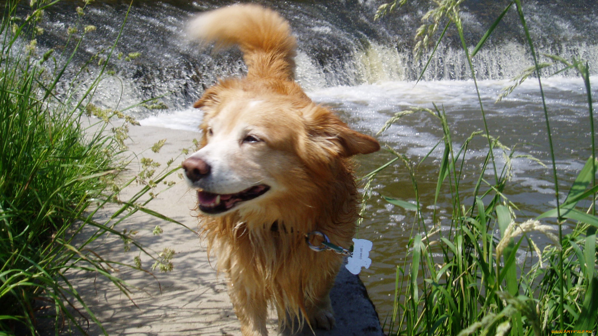 животные, собаки, вода, пес, ошейник