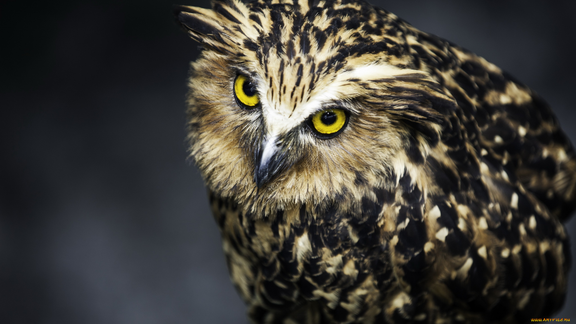 животные, совы, взгляд