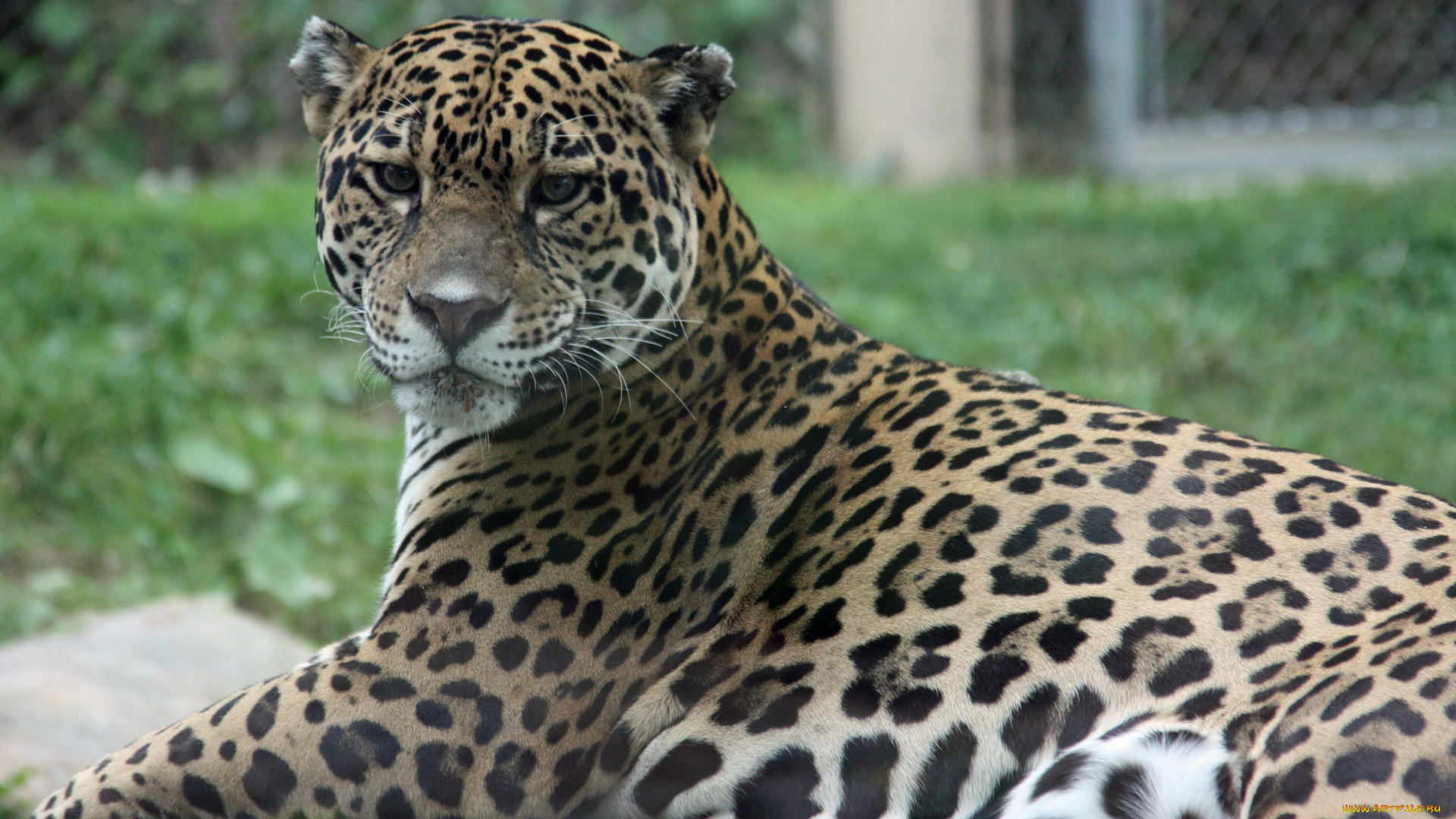 животные, Ягуары, ягуар, серьёзный, взгляд, лапы, морда