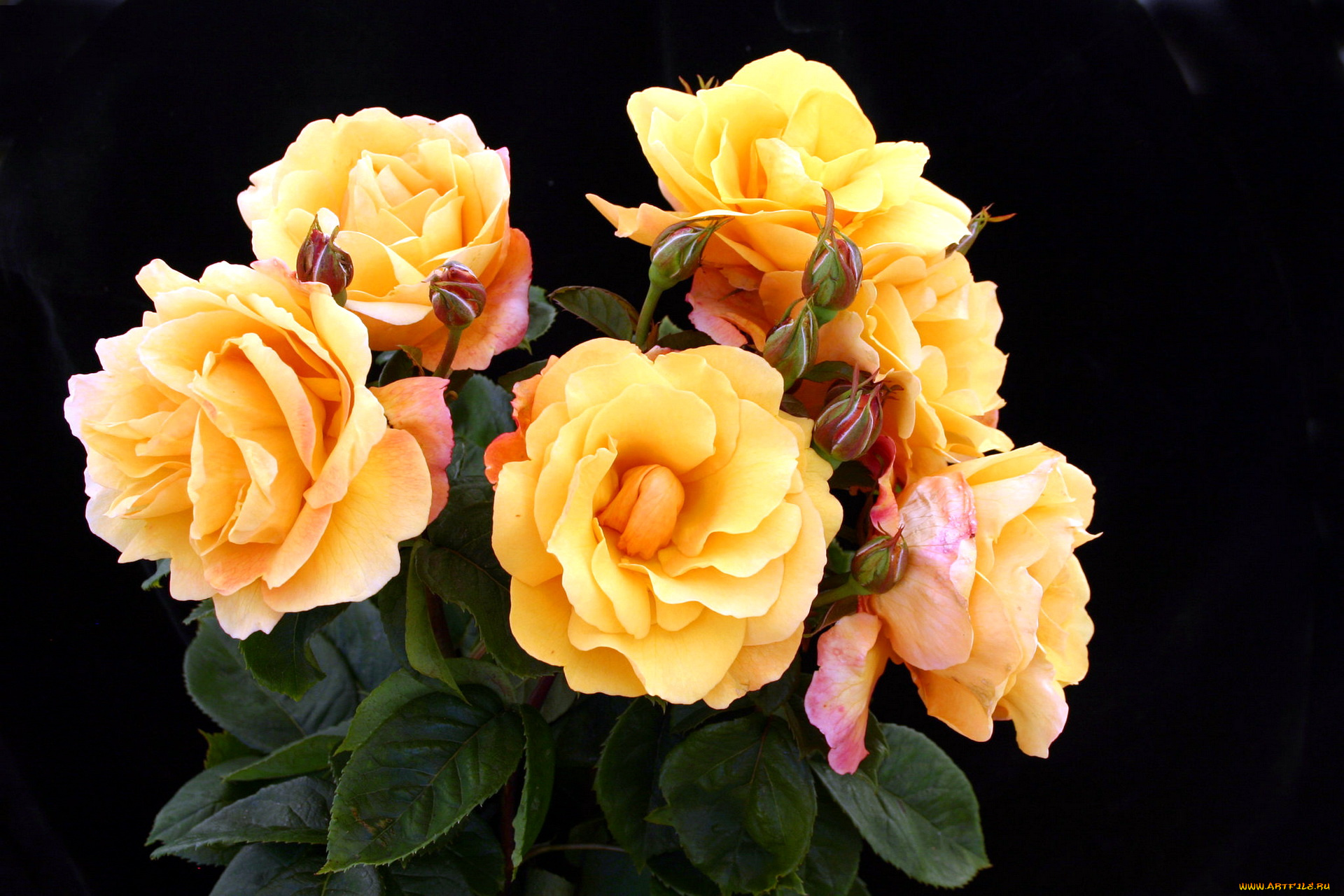 цветы, розы