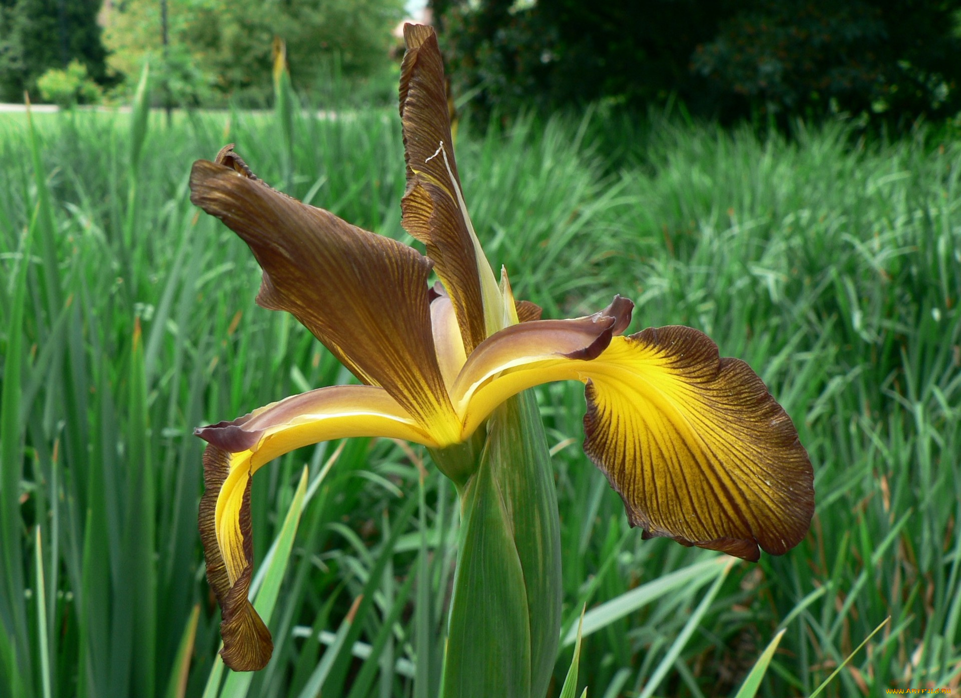 цветы, ирисы, лепестки